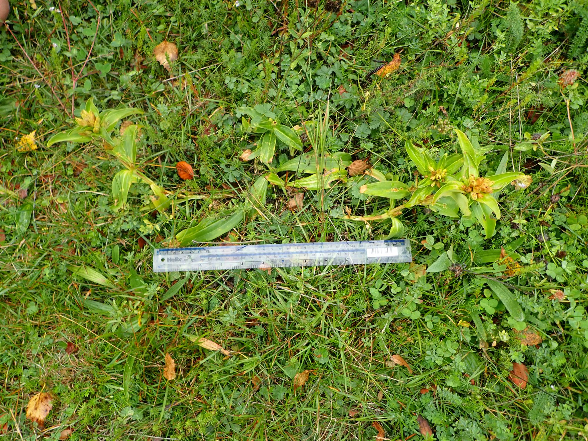 Image of Gentiana burseri