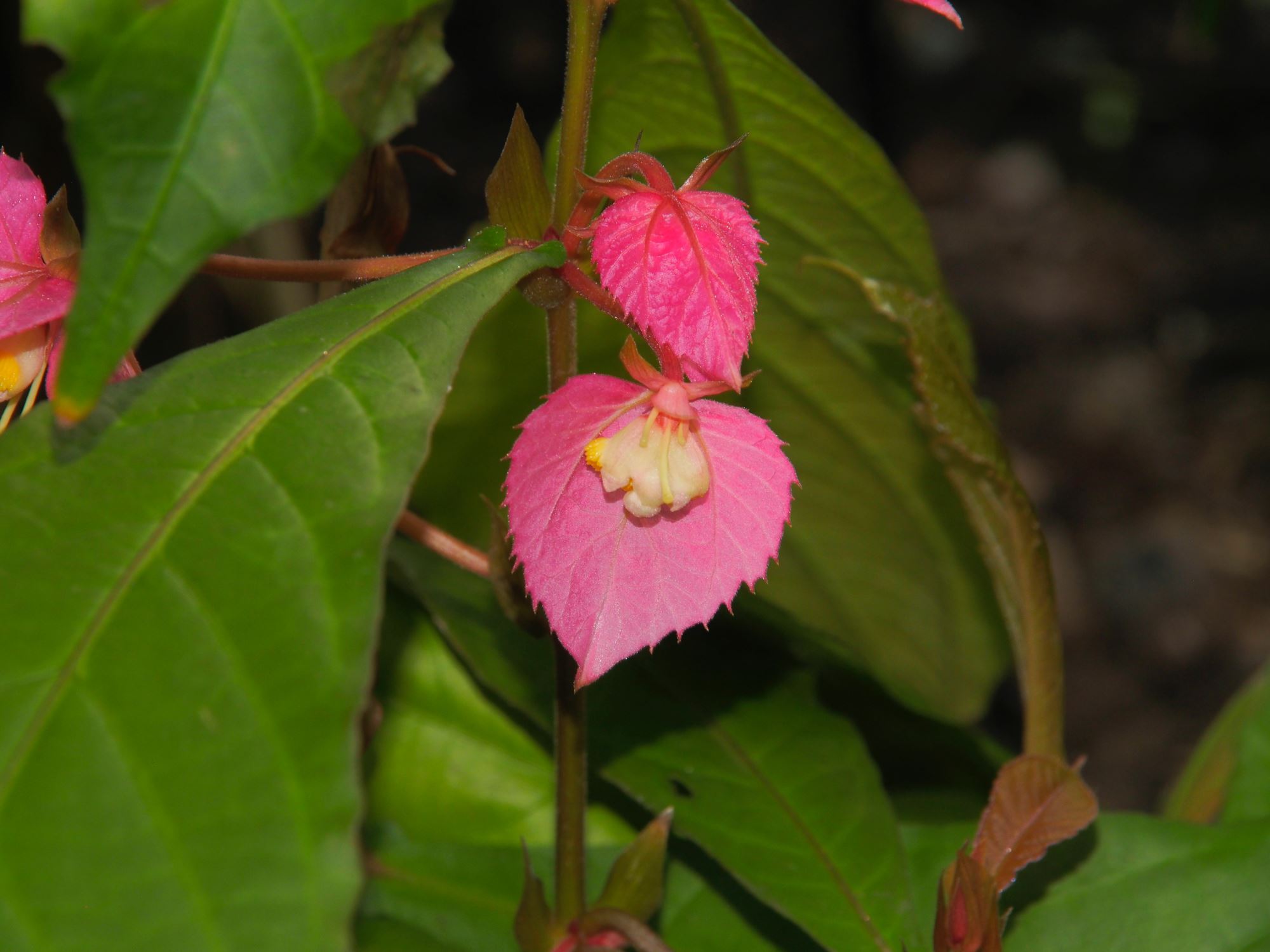 Image of Dalechampia spathulata
