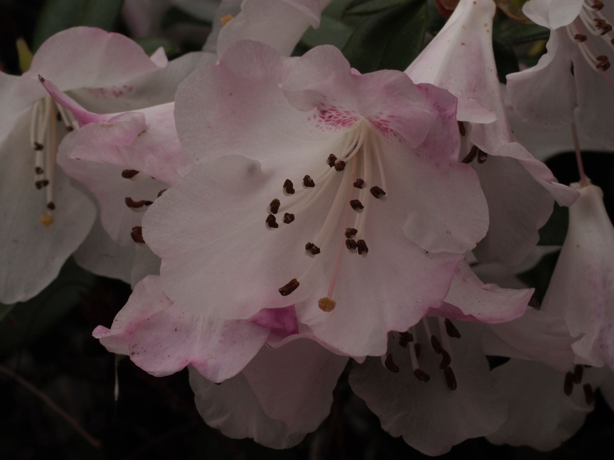 Image of Rhododendron 'Cilpinense'