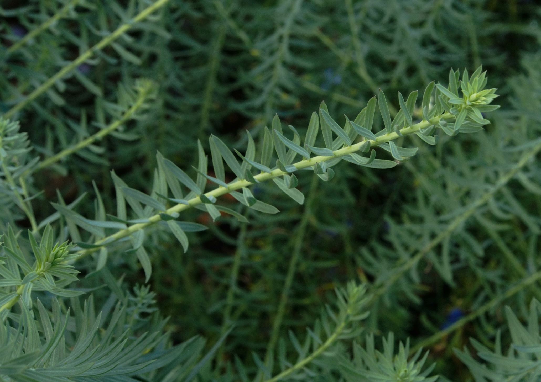 Image of Linum perenne
