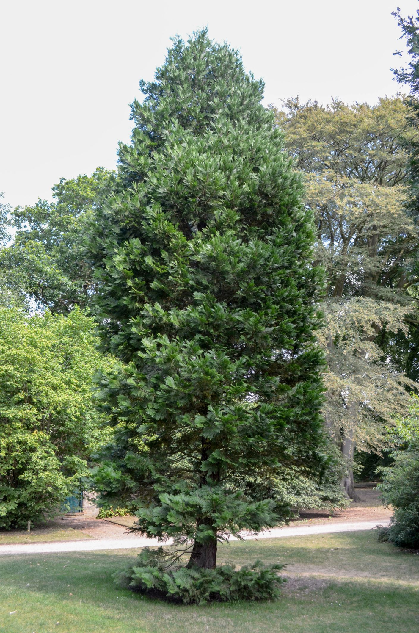 Image of Calocedrus decurrens 'Pillar'