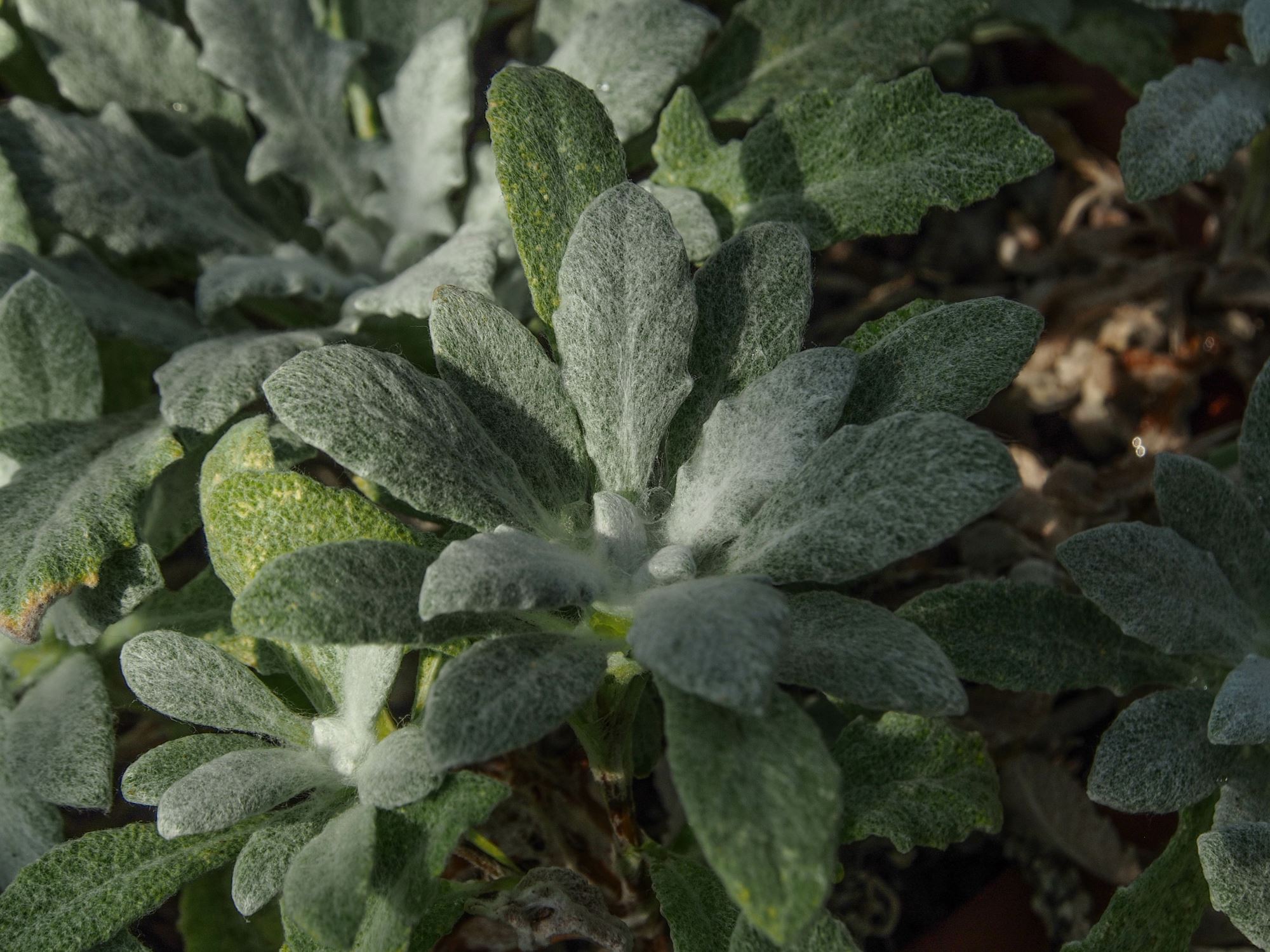Image of Salvia cyanescens