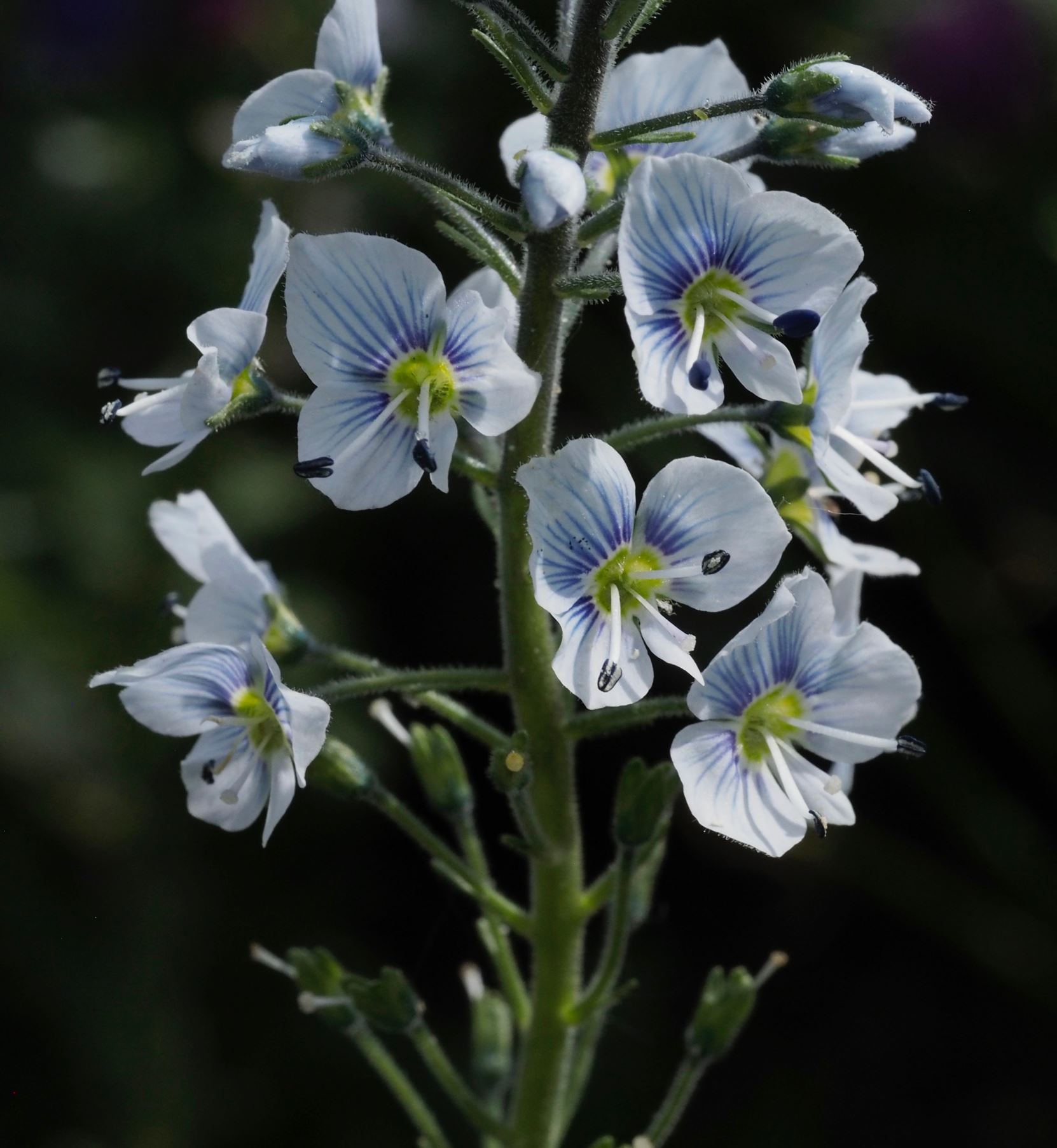 Image of Veronica gentianoides