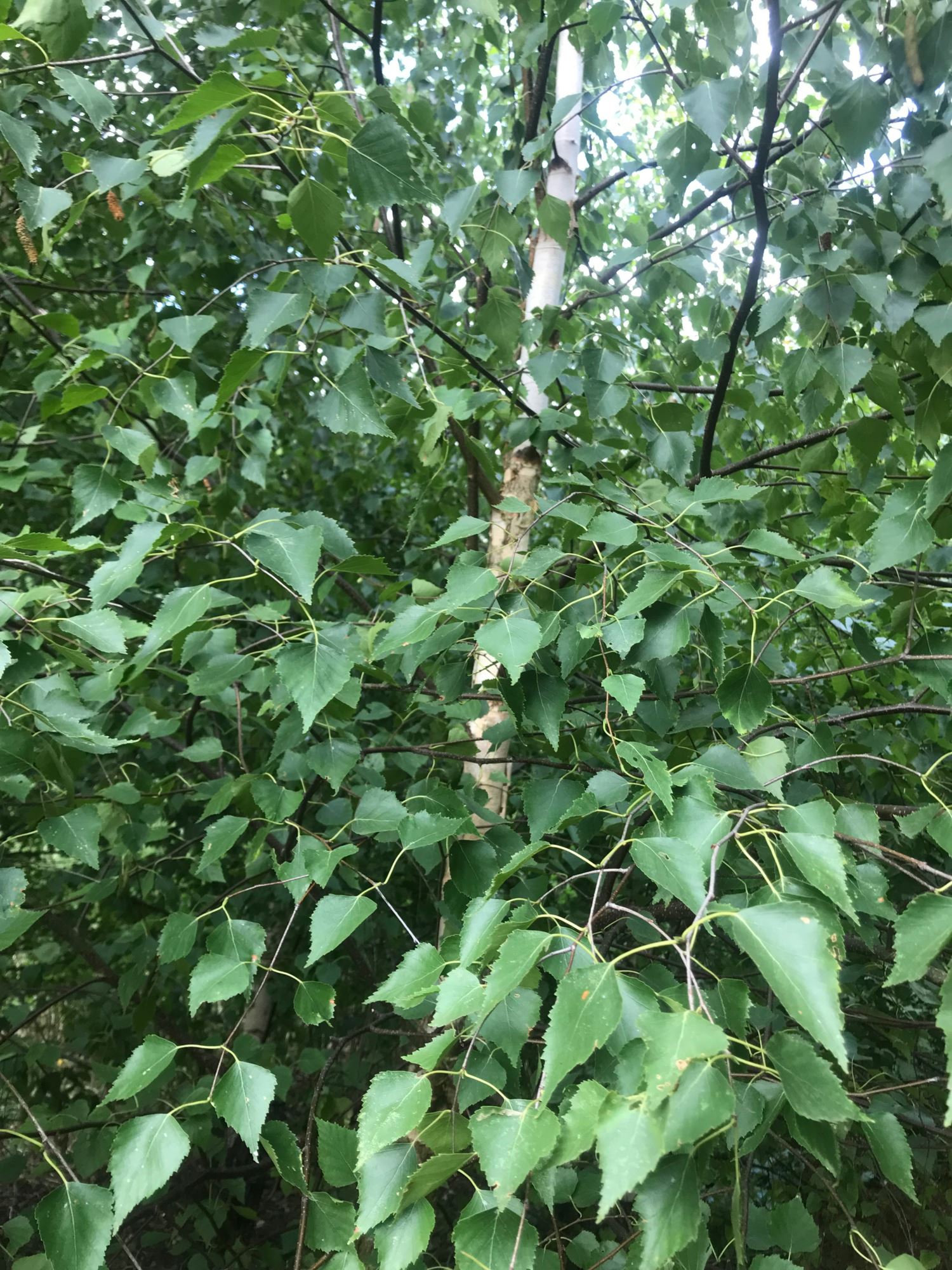Image of Betula pendula subsp. pendula