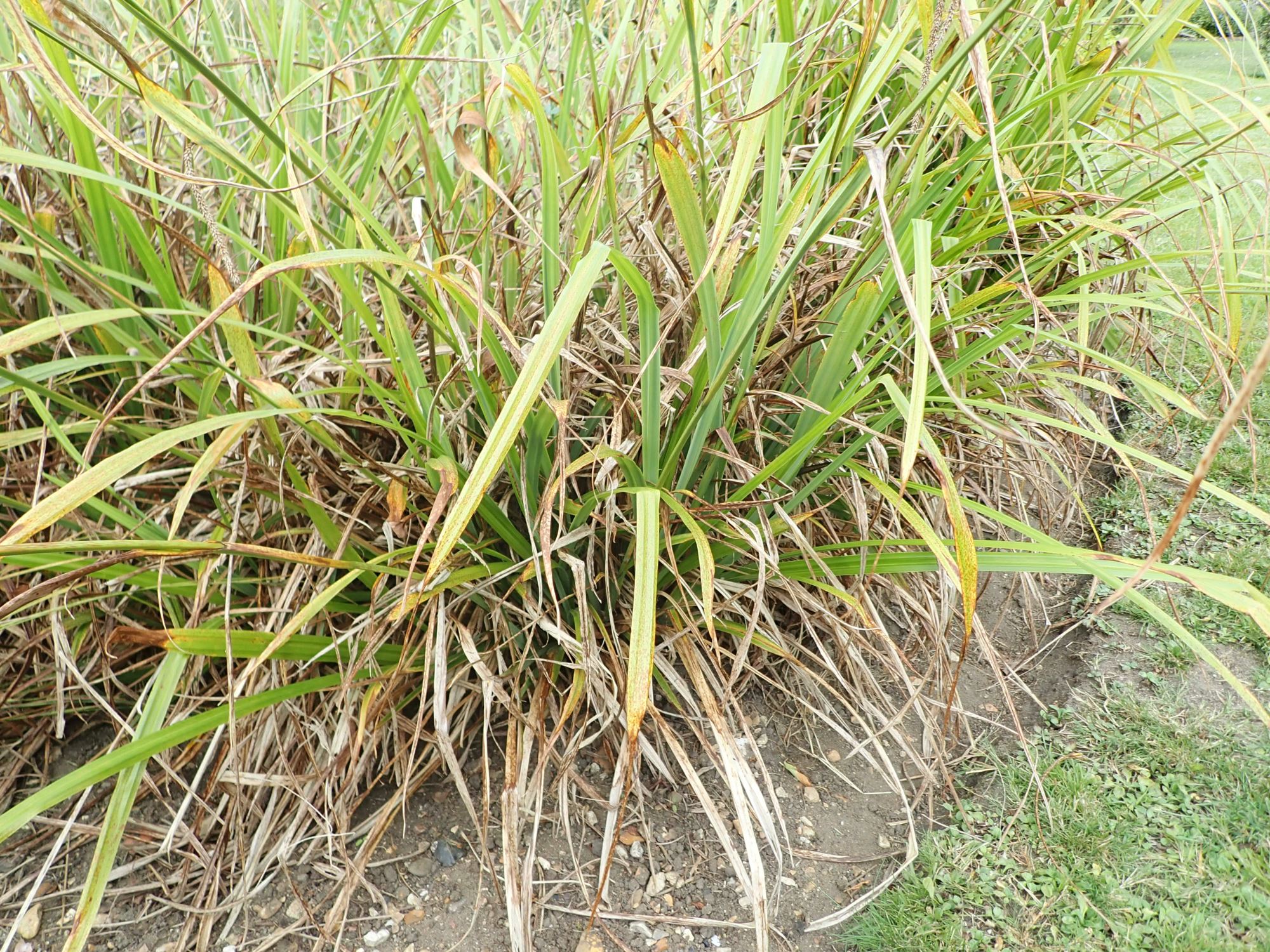 Image of Carex pendula