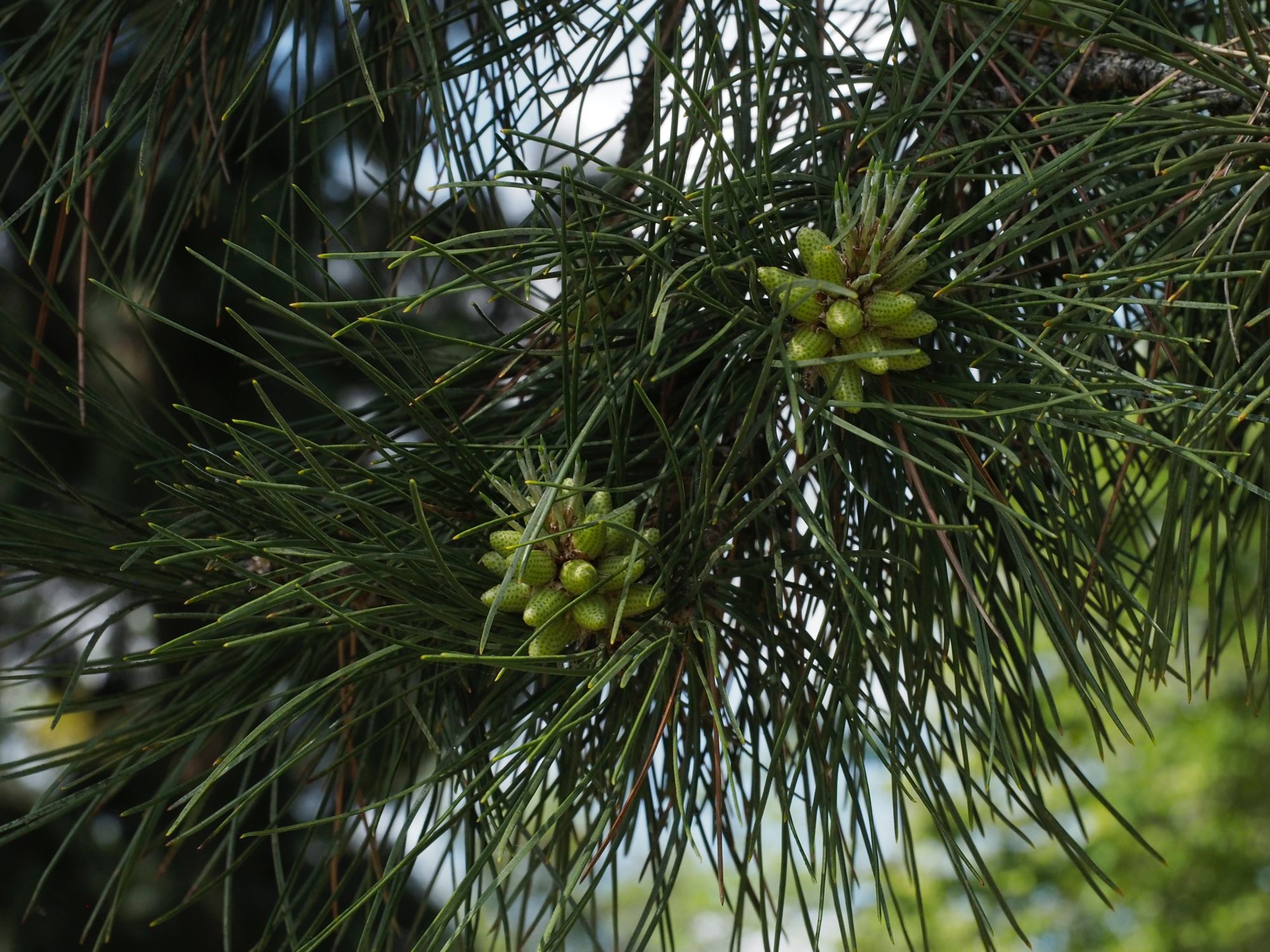 Image of Pinus nigra subsp. laricio