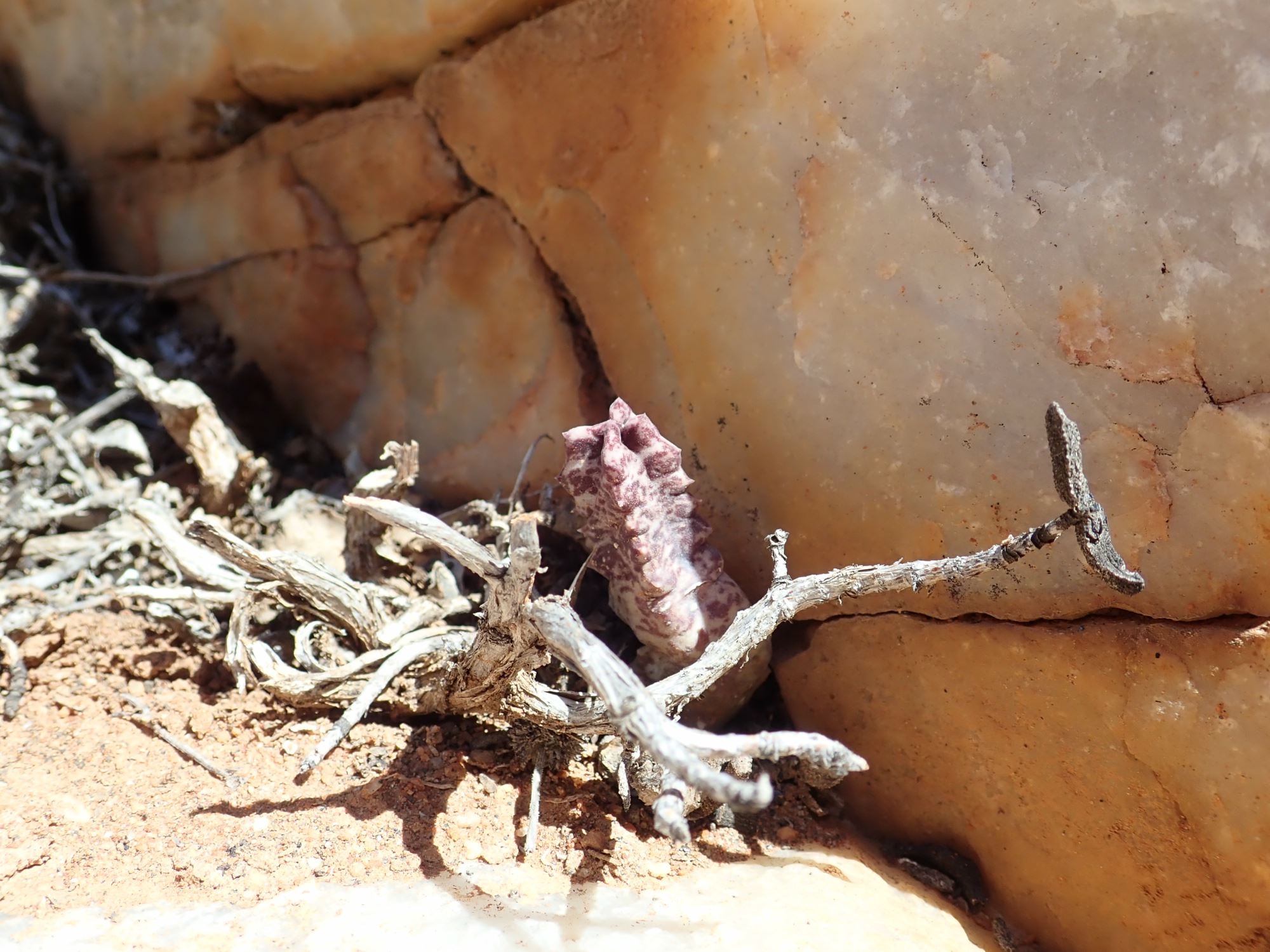 Image of Stapeliopsis neronis