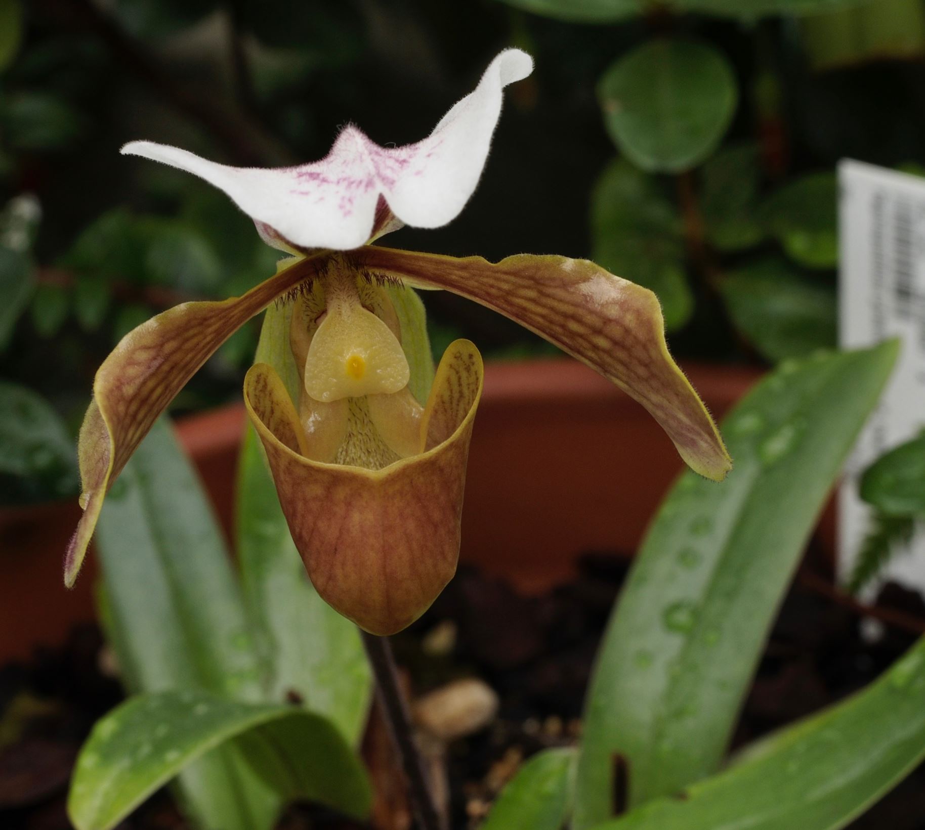 Image of Paphiopedilum gratrixianum Ã— P. charlesworthii