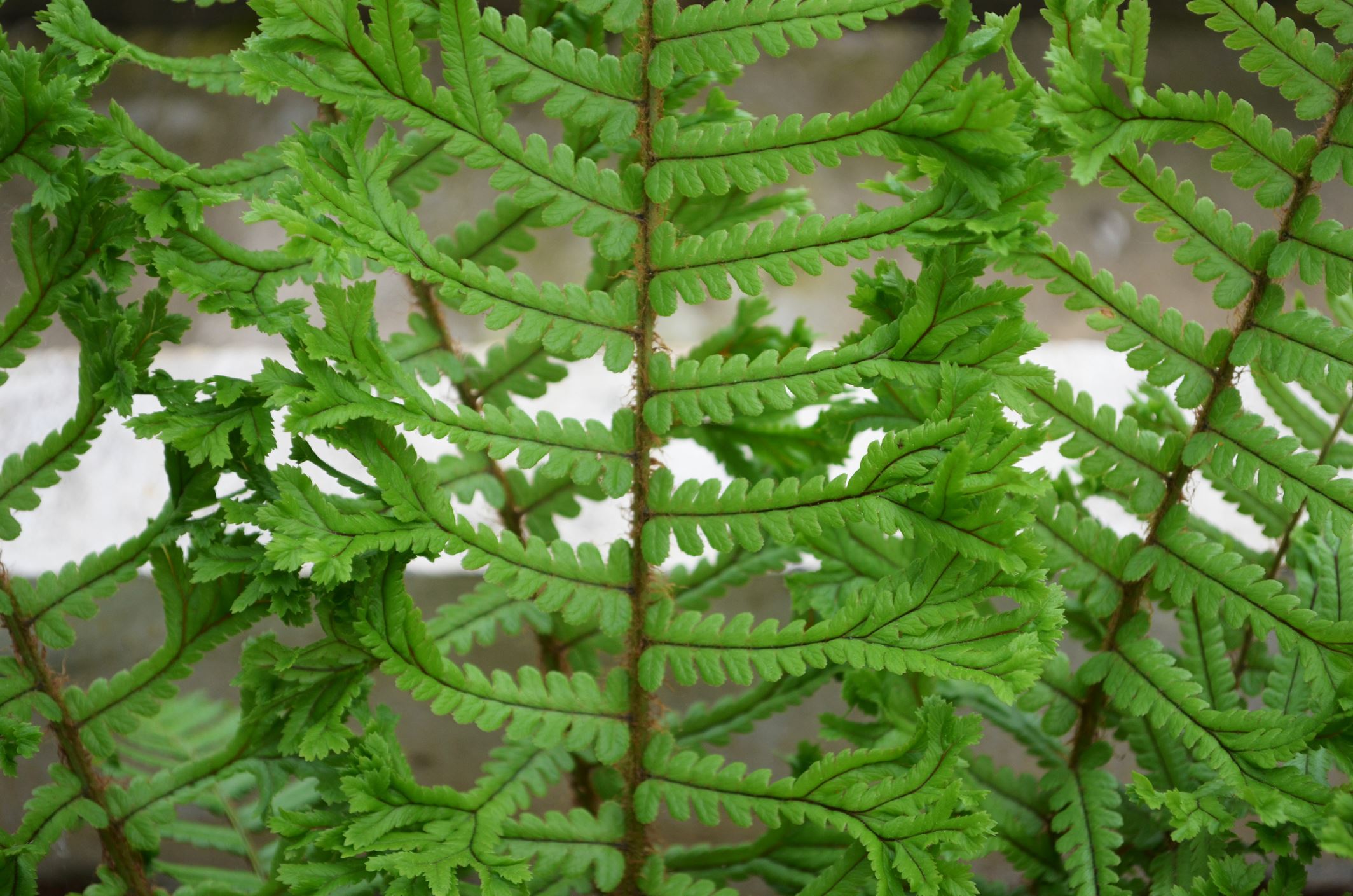 Image of Dryopteris affinis 'Cristata'