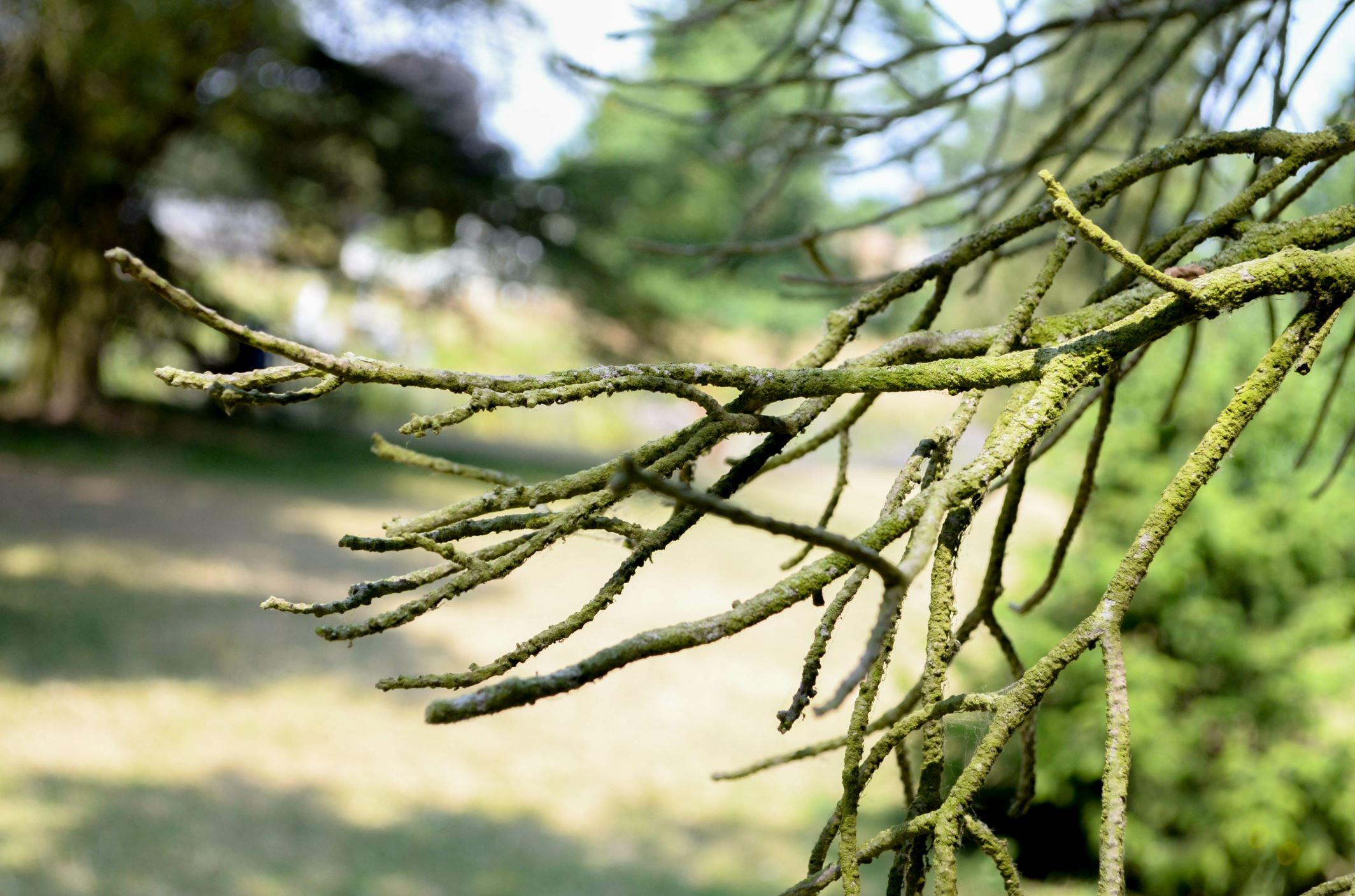 Image of Pinus monophylla