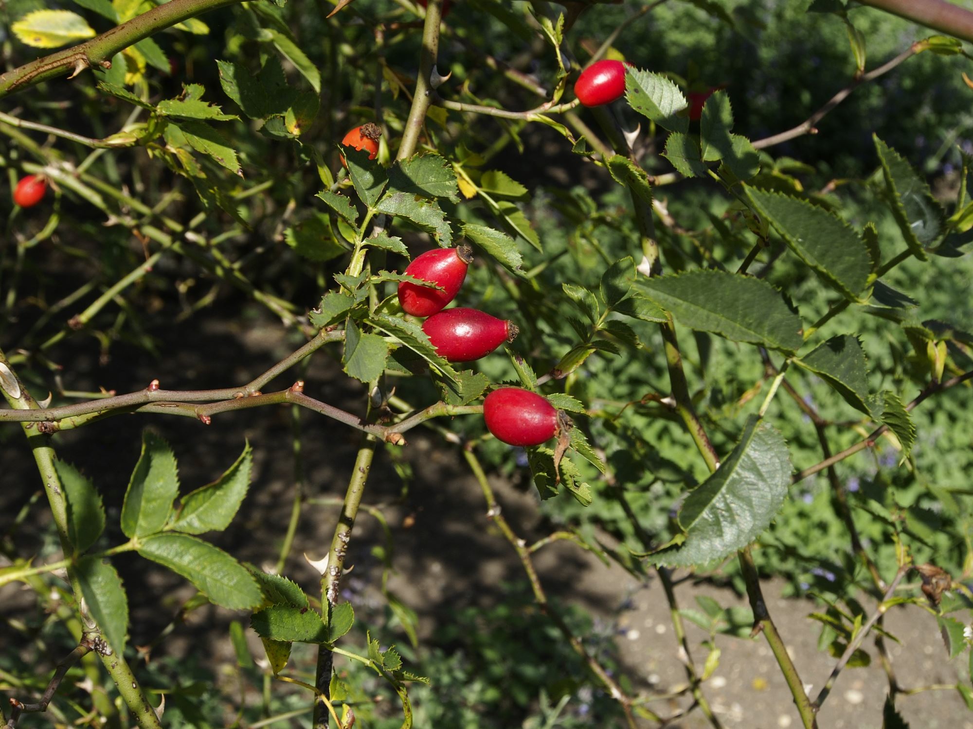 Image of Rosa canina
