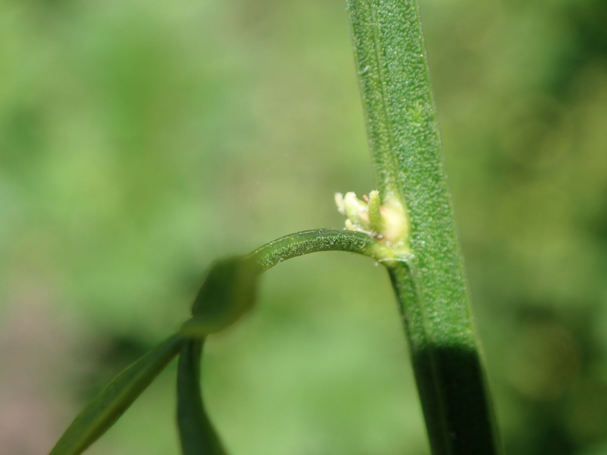 Image of Chrysojasminum fruticans