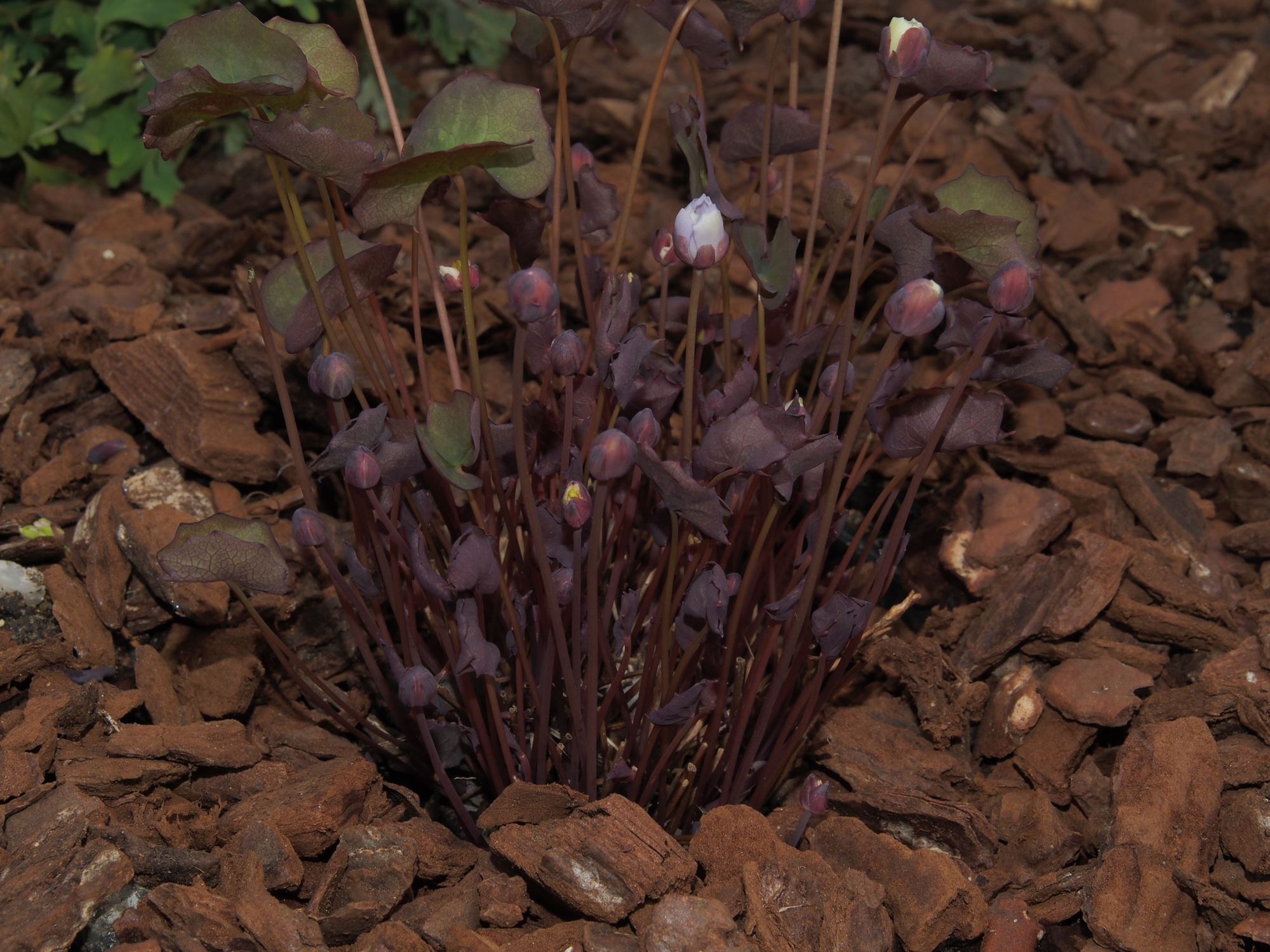 Image of Jeffersonia dubia