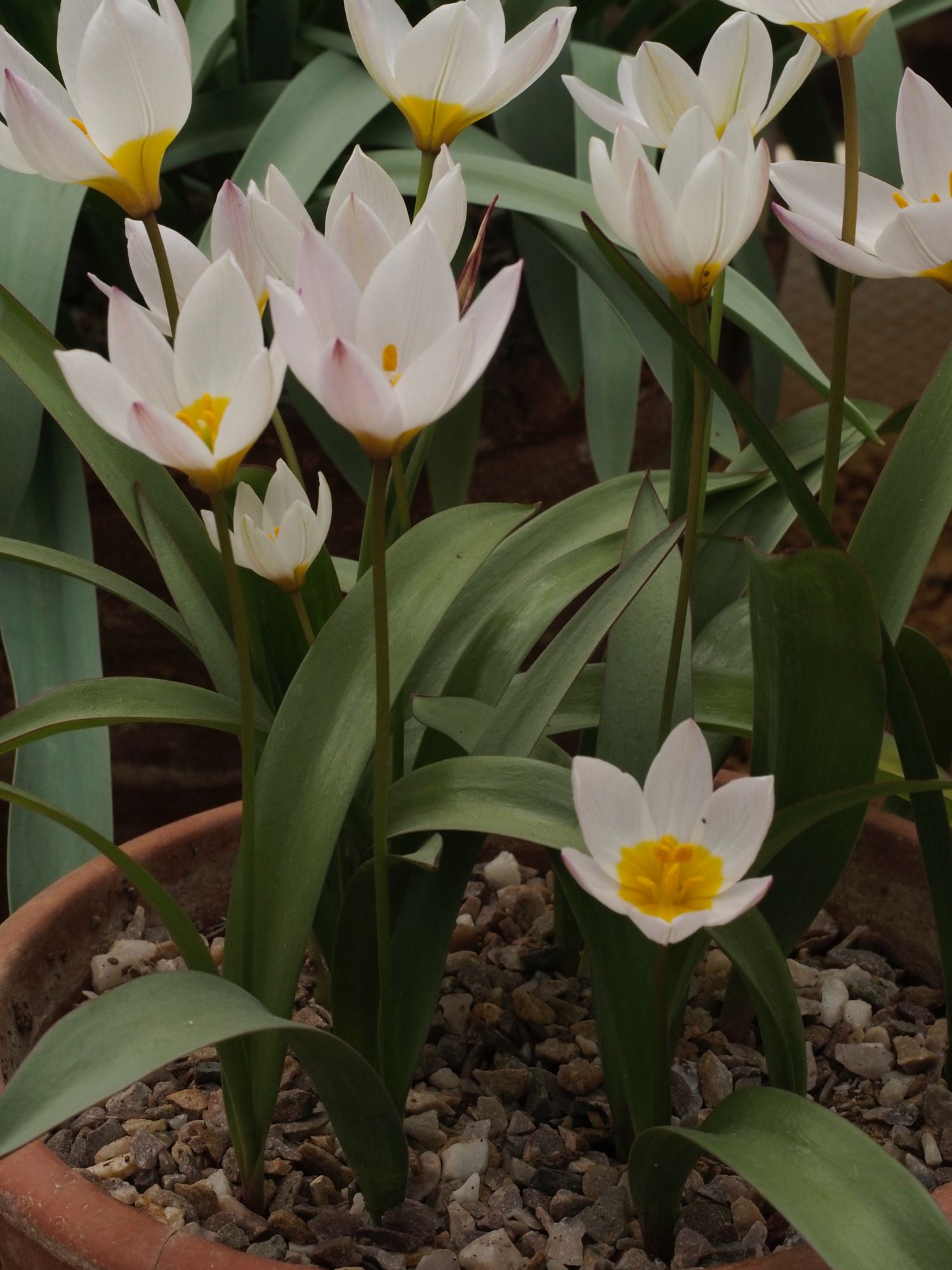 Image of Tulipa cretica