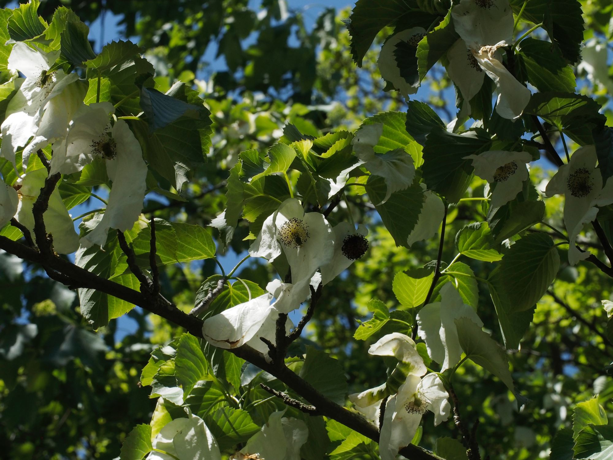 Image of Davidia involucrata