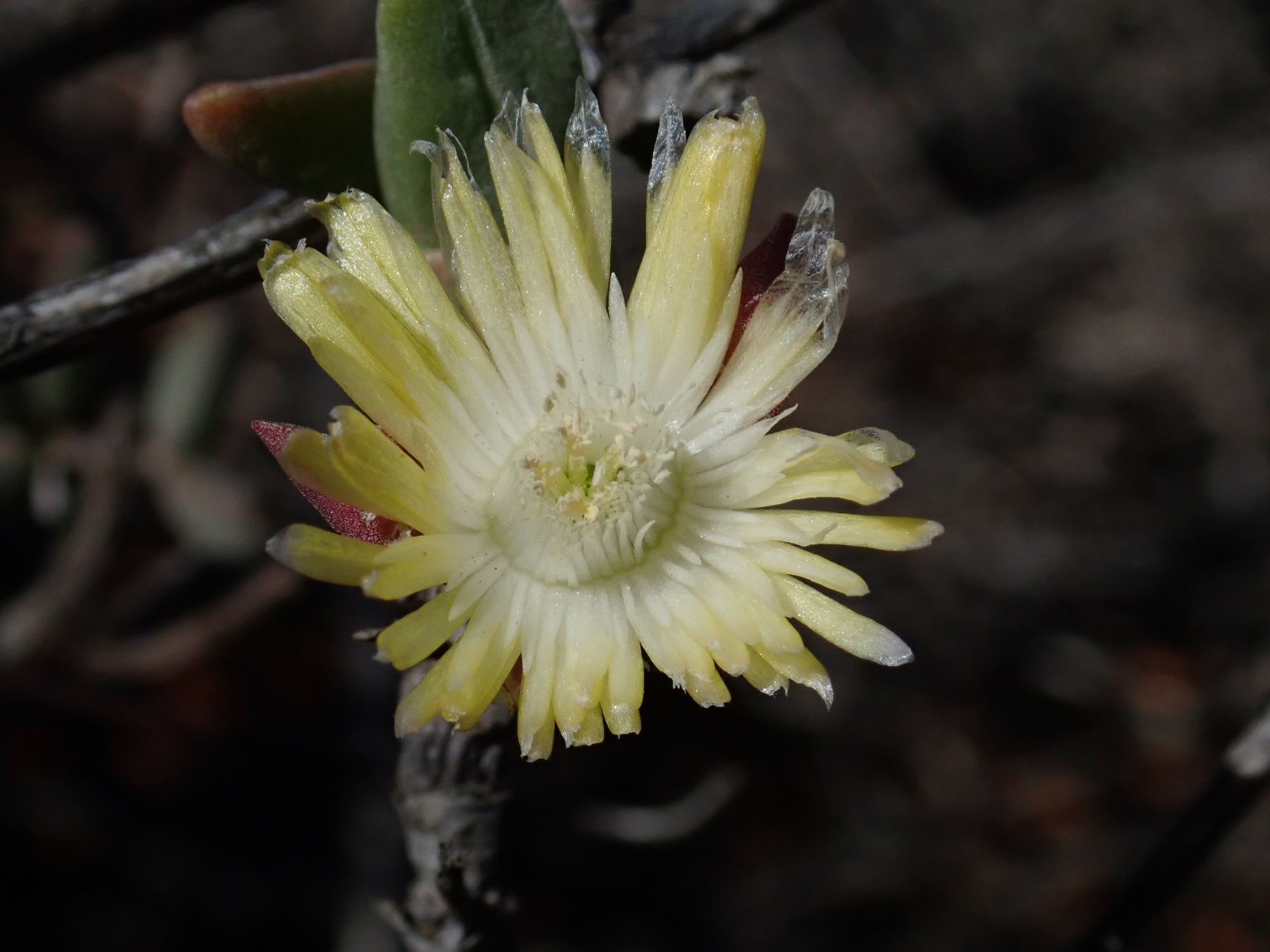 Image of Mitrophyllum sp.