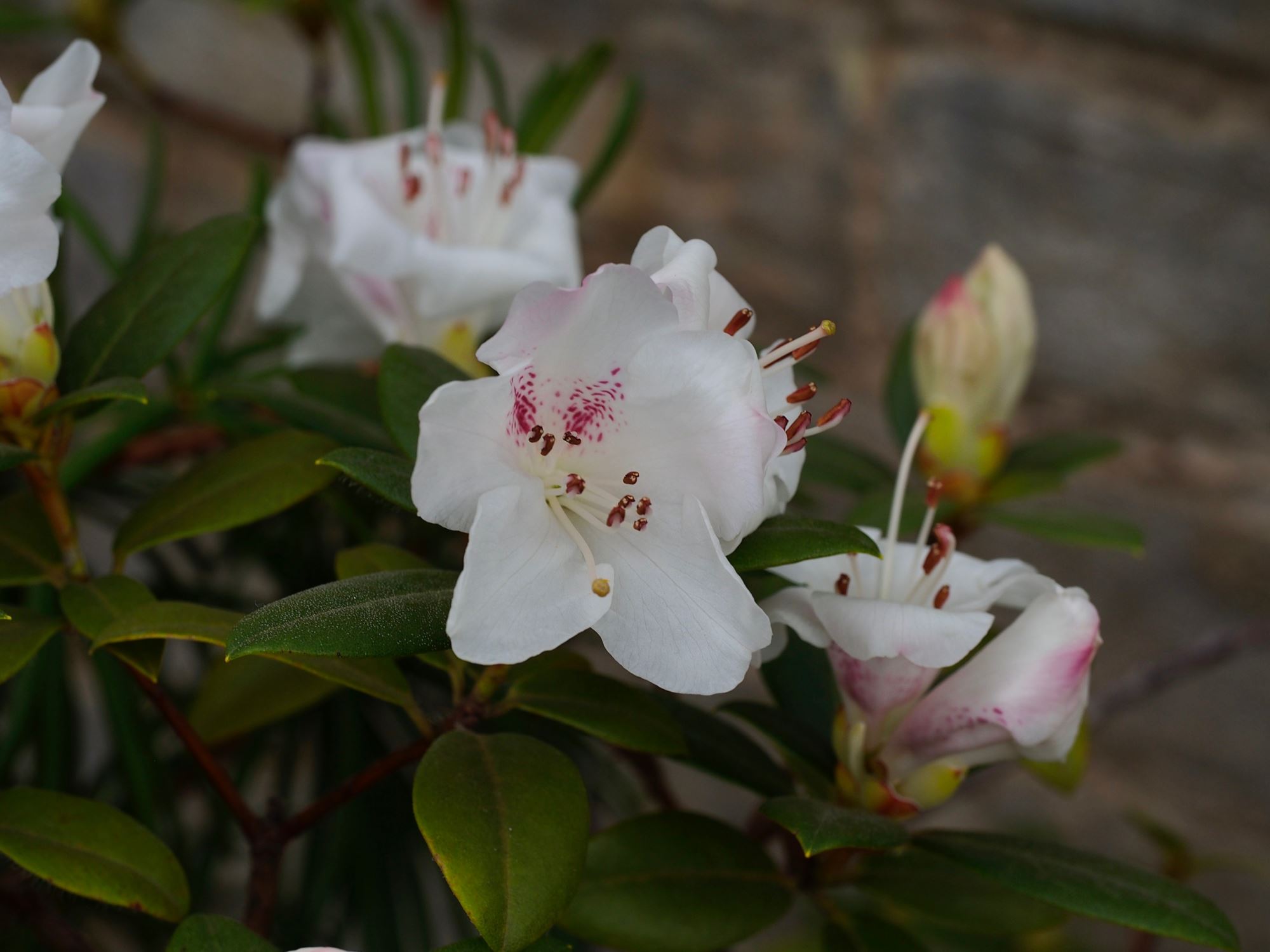 Image of Rhododendron ciliatum