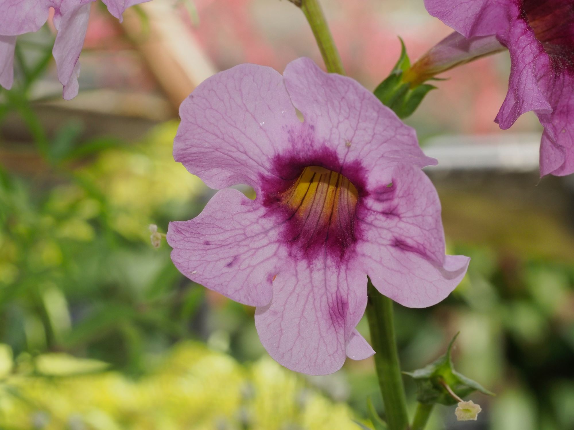 Image of Incarvillea forrestii