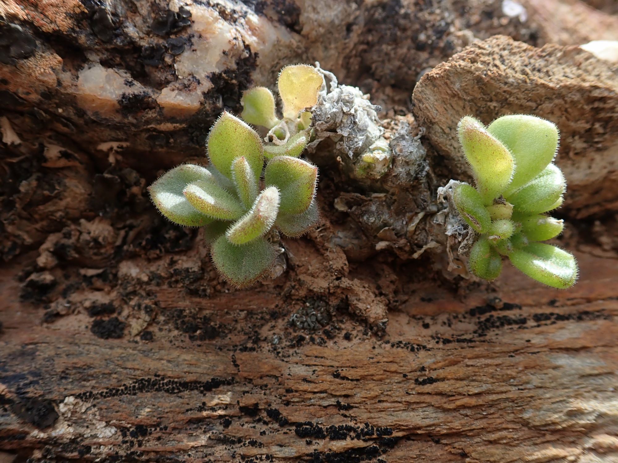 Image of Tylecodon racemosus