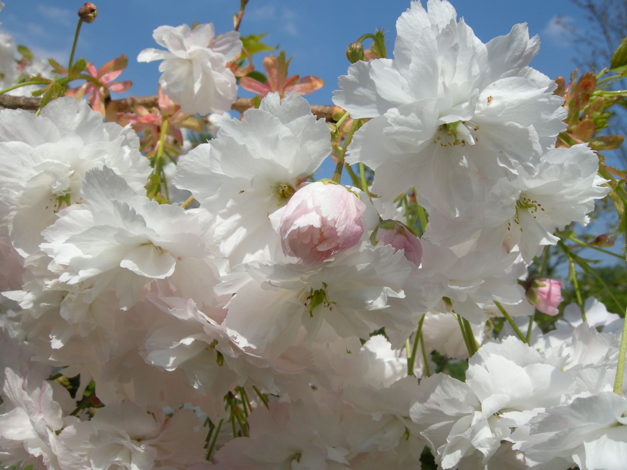 Image of Prunus 'Shogetsu'