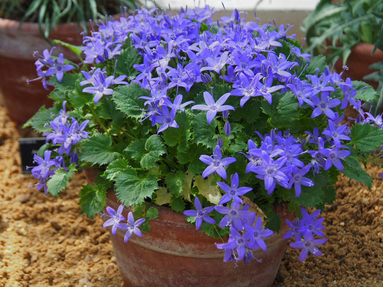 Image of Campanula fenestrellata