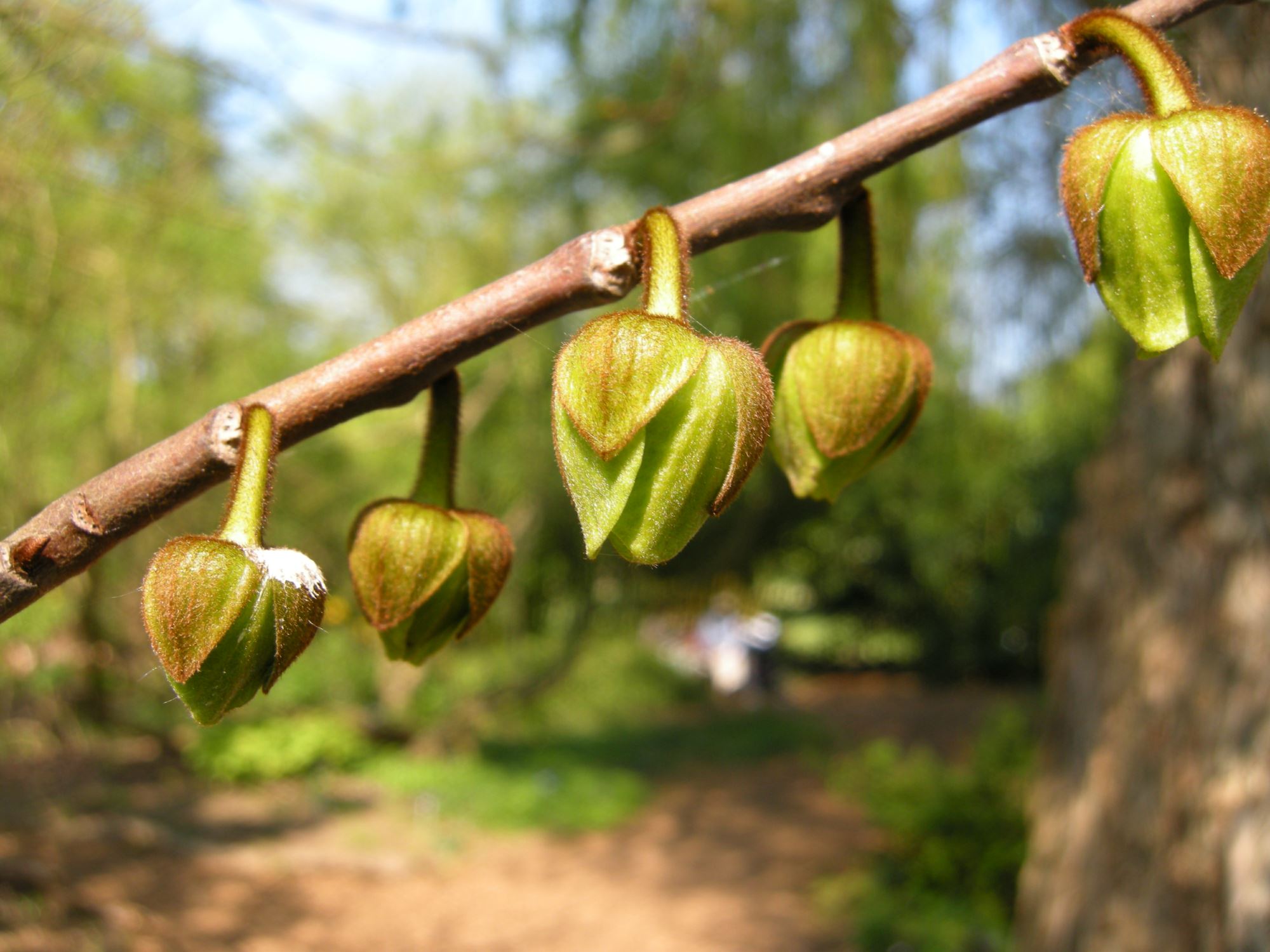 Image of Asimina triloba
