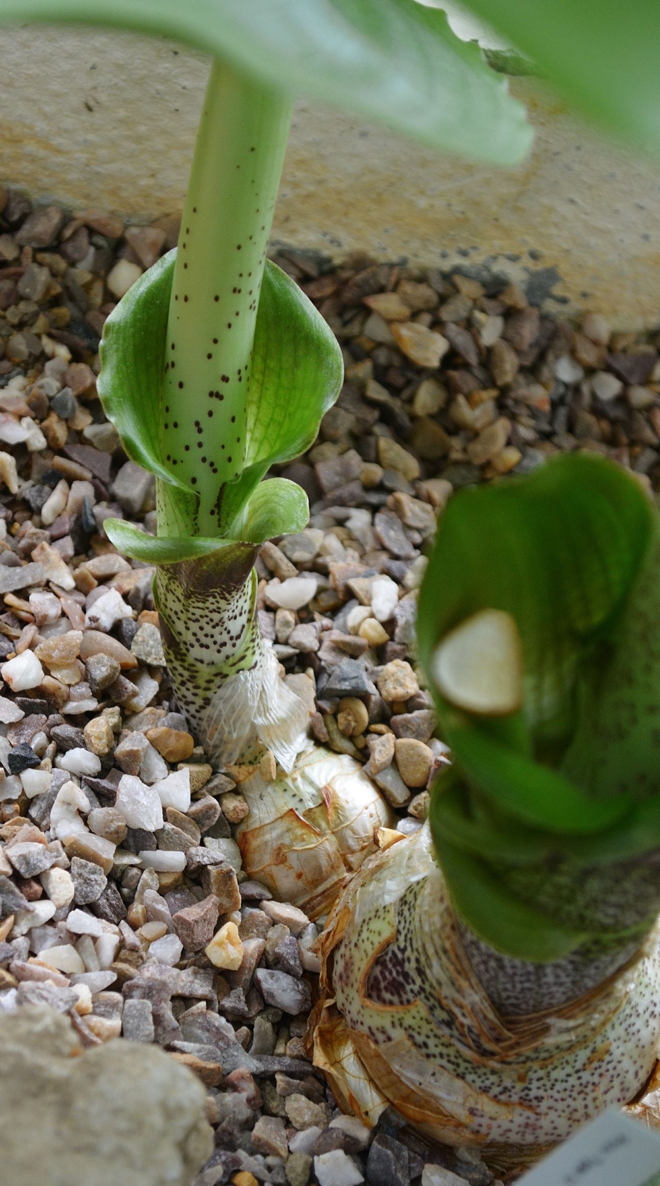 Image of Scadoxus puniceus