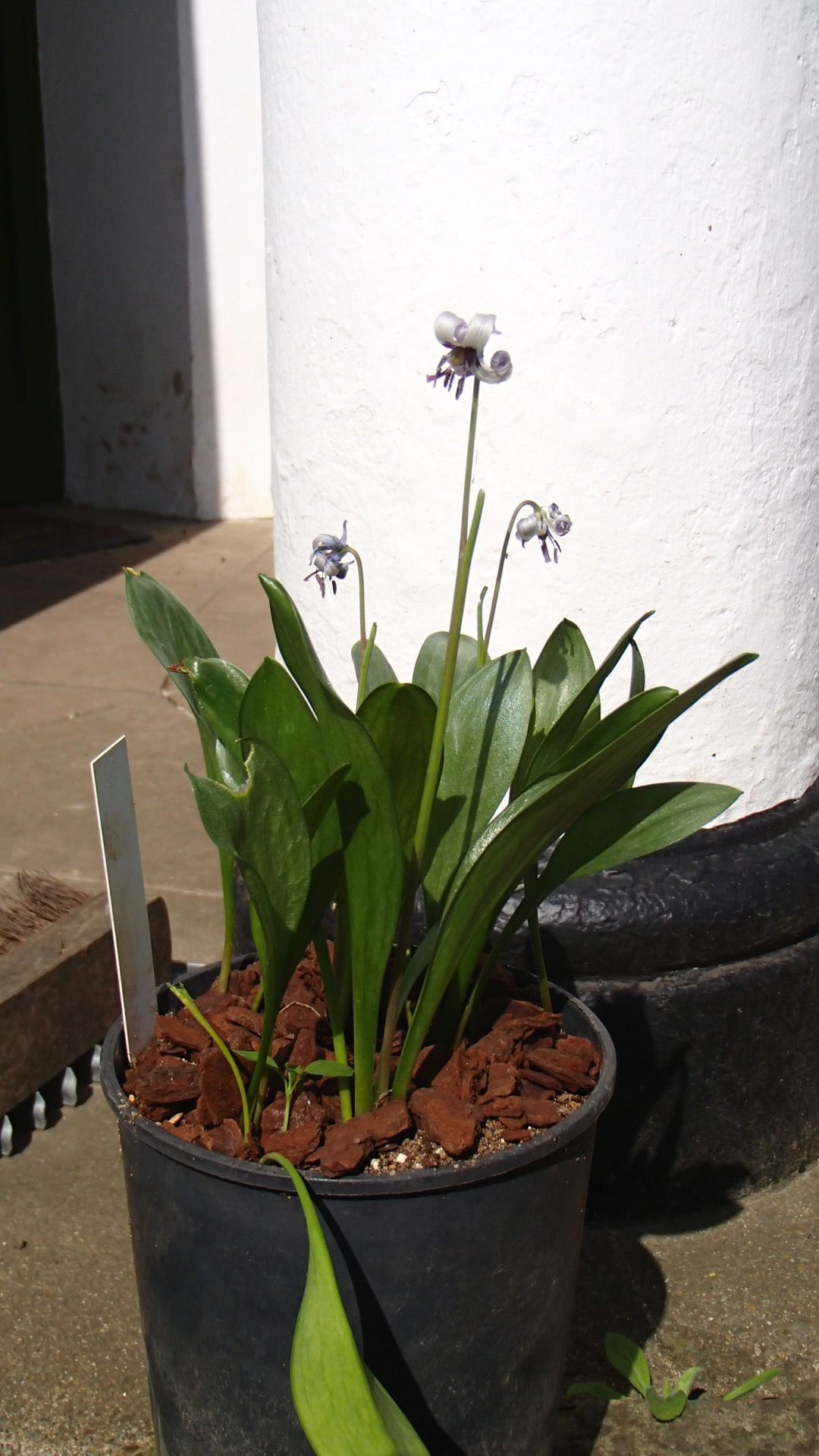 Image of Erythronium hendersonii