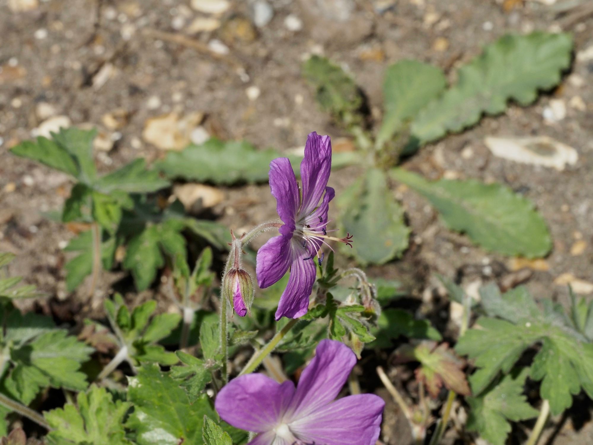 Image of Geranium pratense var. stewartianum 'Raina'