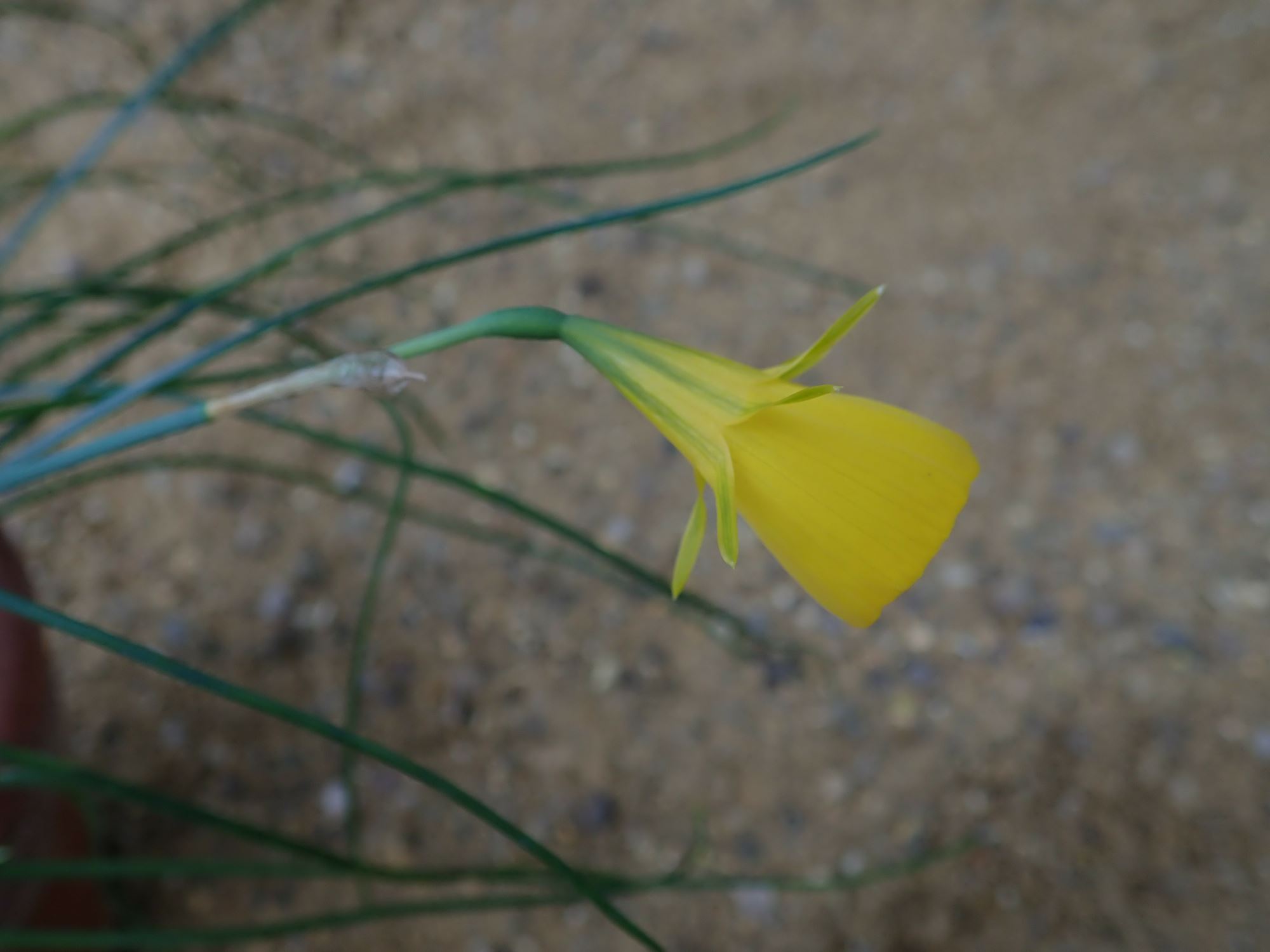 Image of Narcissus obesus