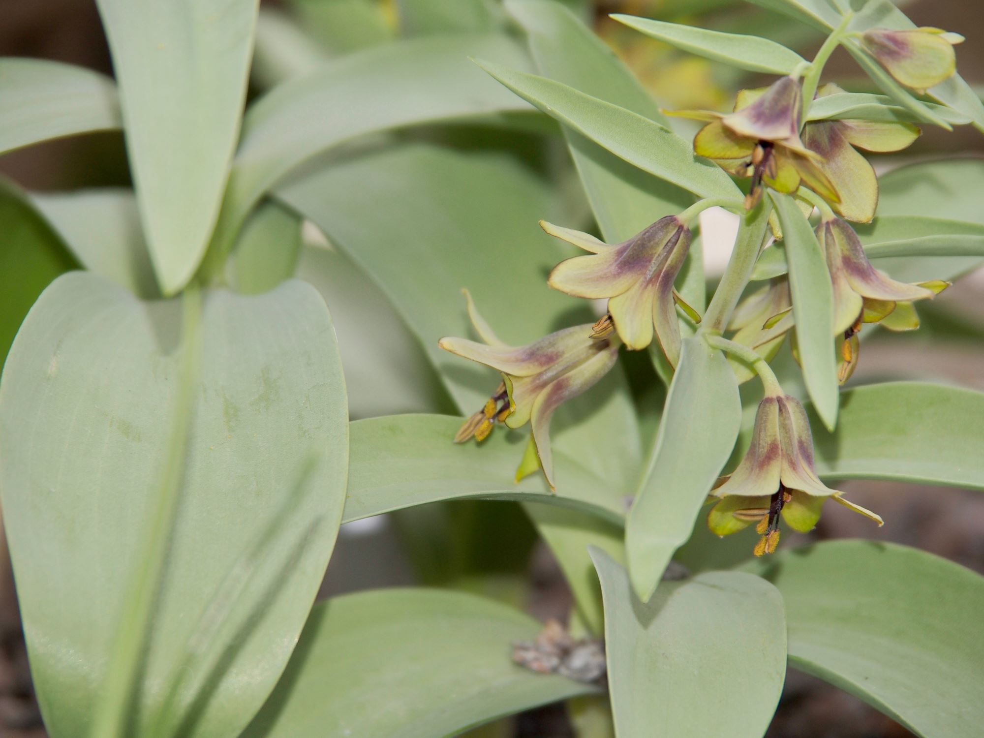 Image of Fritillaria sewerzowii