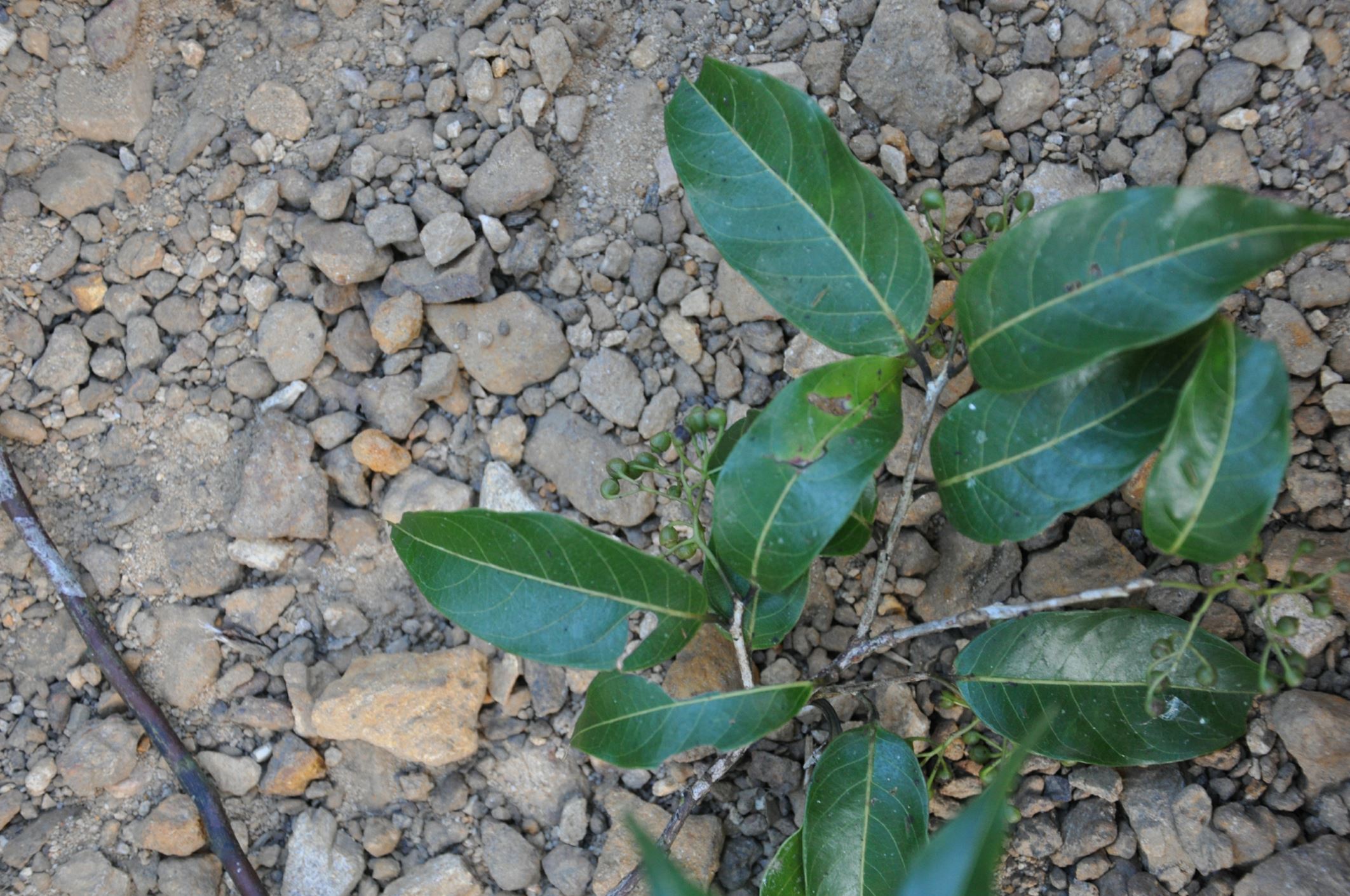 Image of Huodendron tibeticum