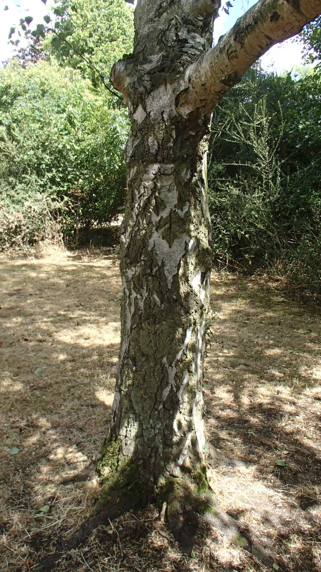 Image of Betula pendula subsp. pendula
