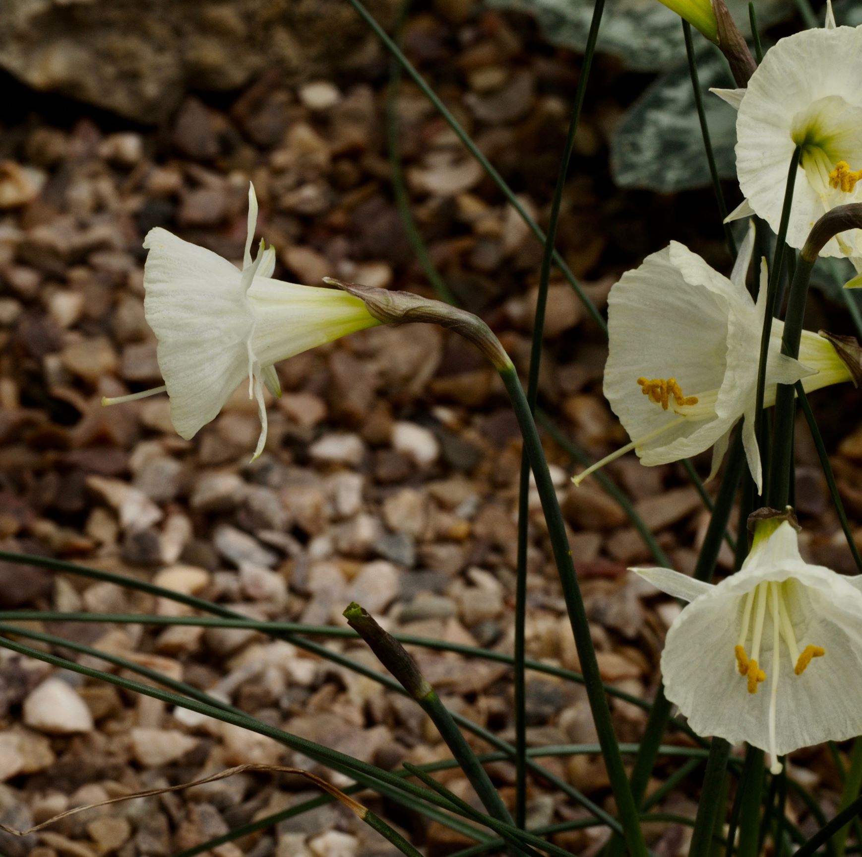 Image of Narcissus cantabricus subsp. monophyllus