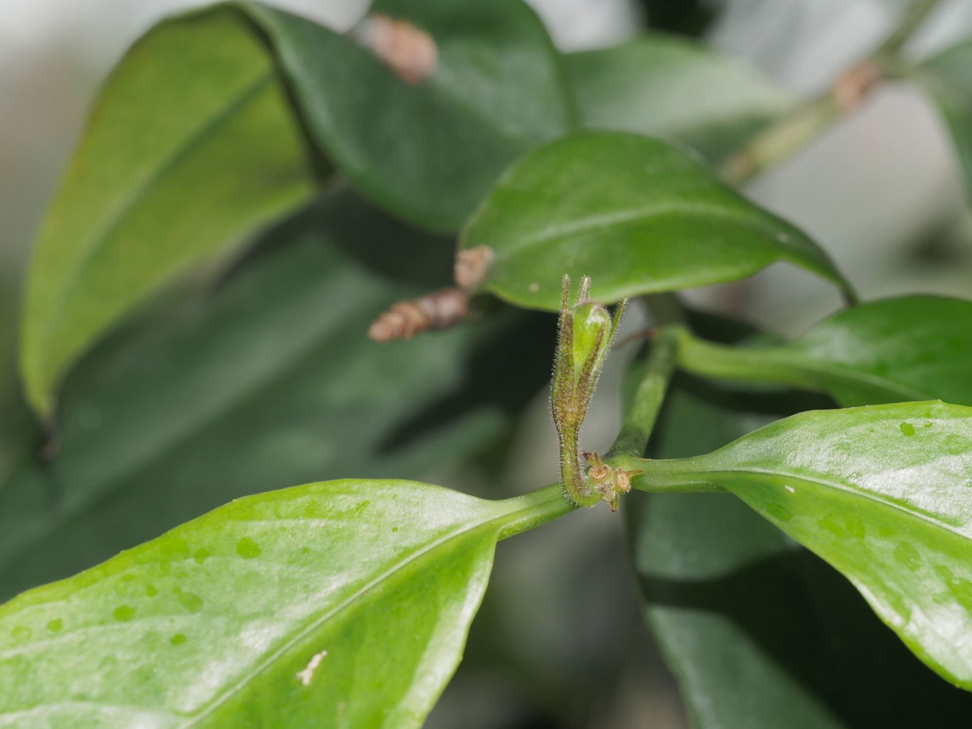 Image of Aeschynanthus longiflorus