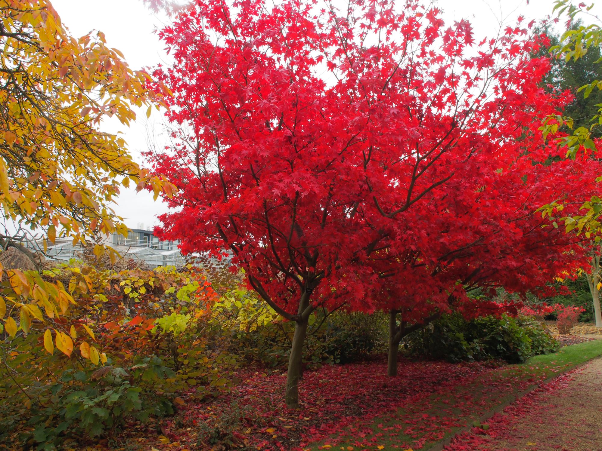 Image of Acer palmatum 'Osakazuki'