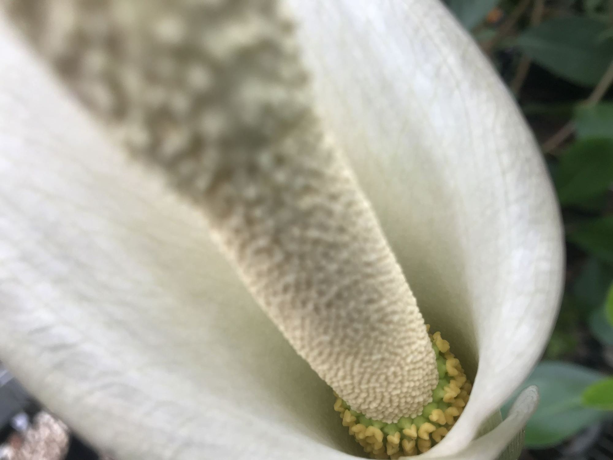 Image of Amorphophallus variabilis