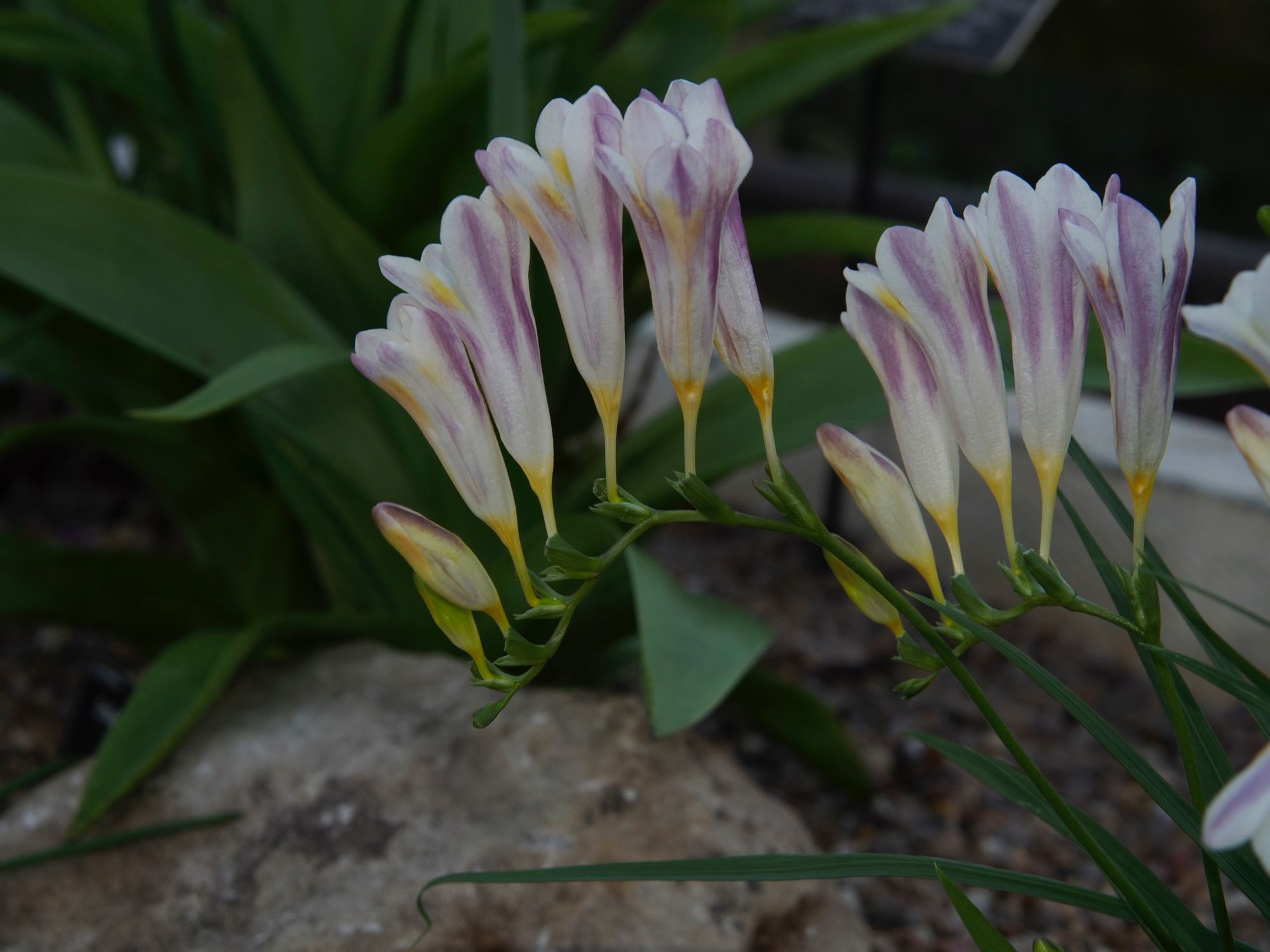 Image of Freesia caryophyllacea