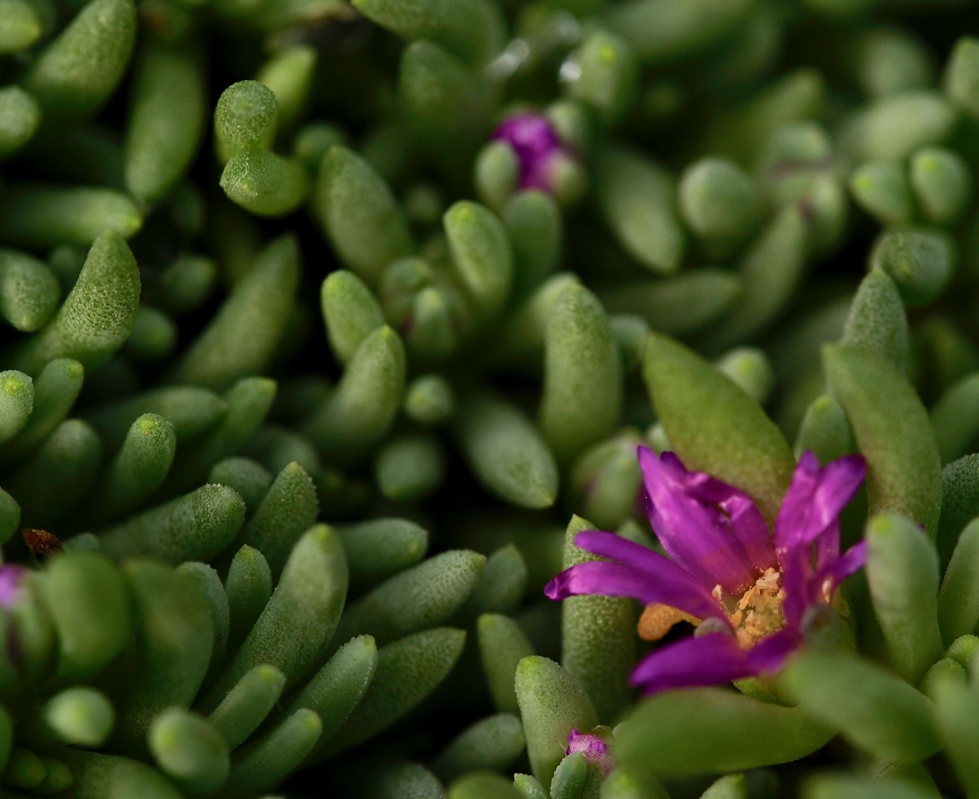 Image of Delosperma sphalmanthoides
