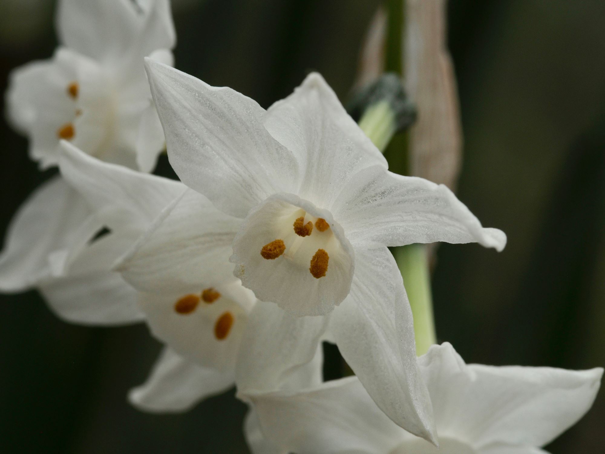 Image of Narcissus tazetta subsp. canariensis