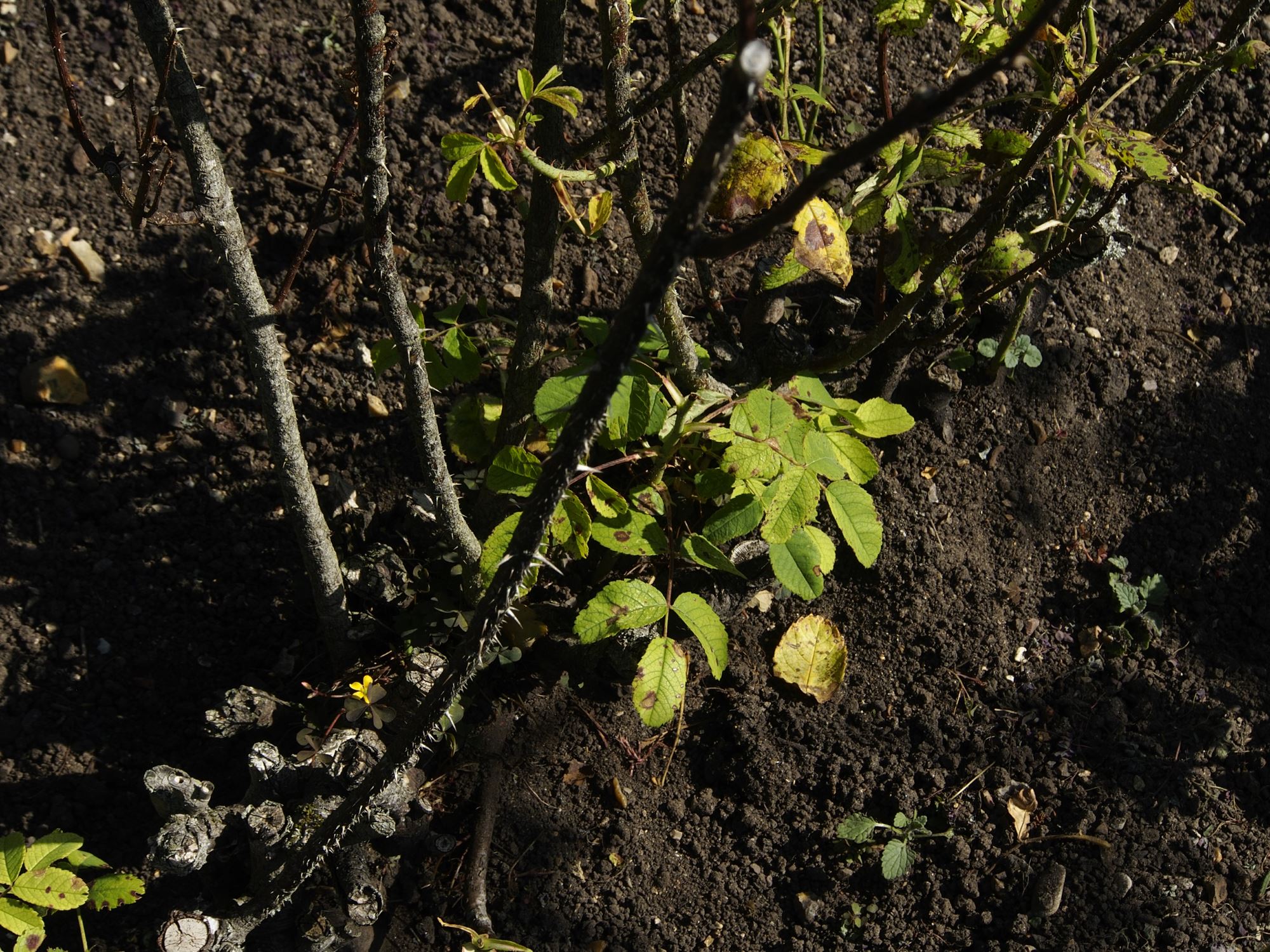 Image of Rosa 'Duchess of Portland'