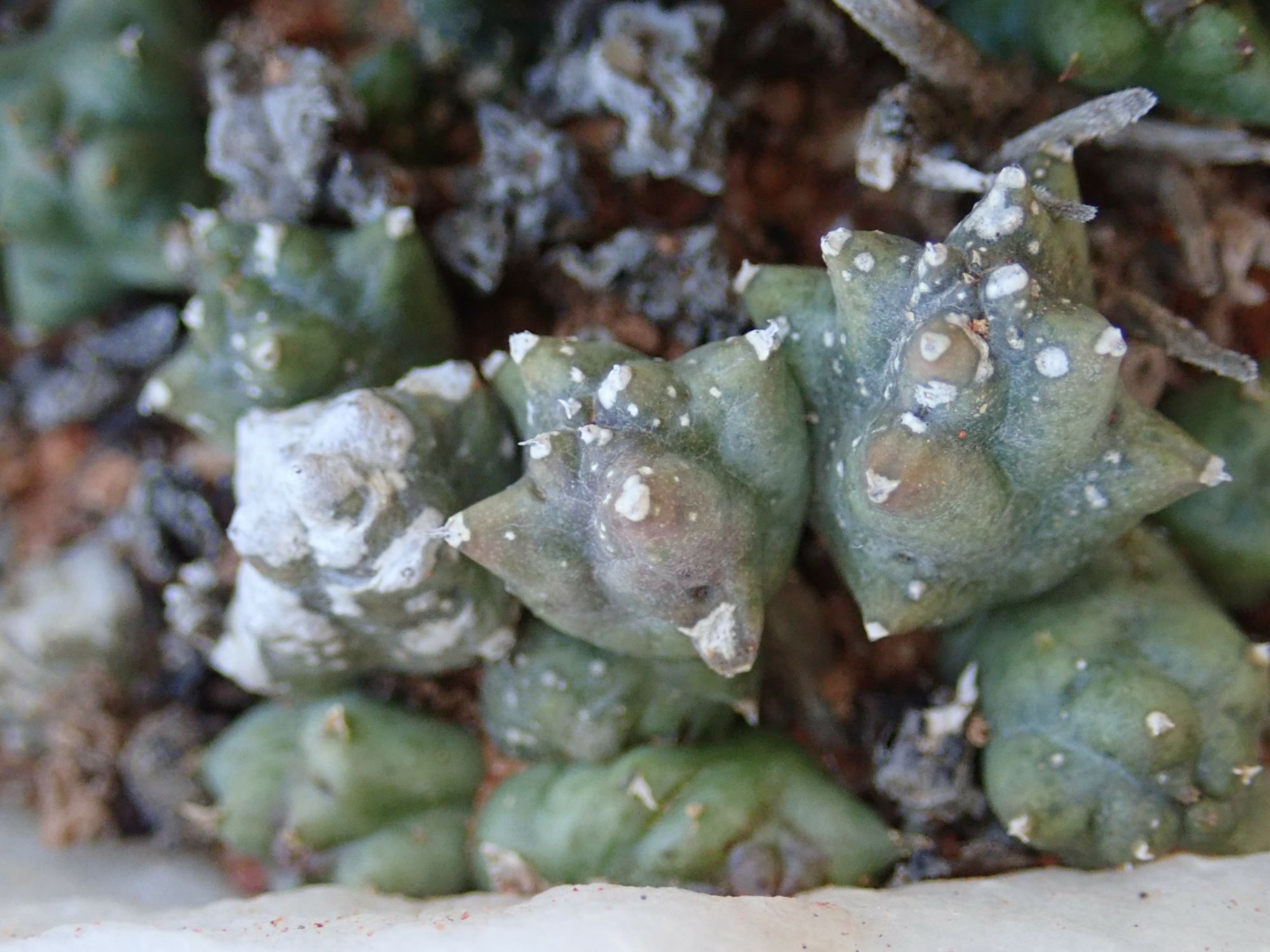 Image of Duvalia caespitosa