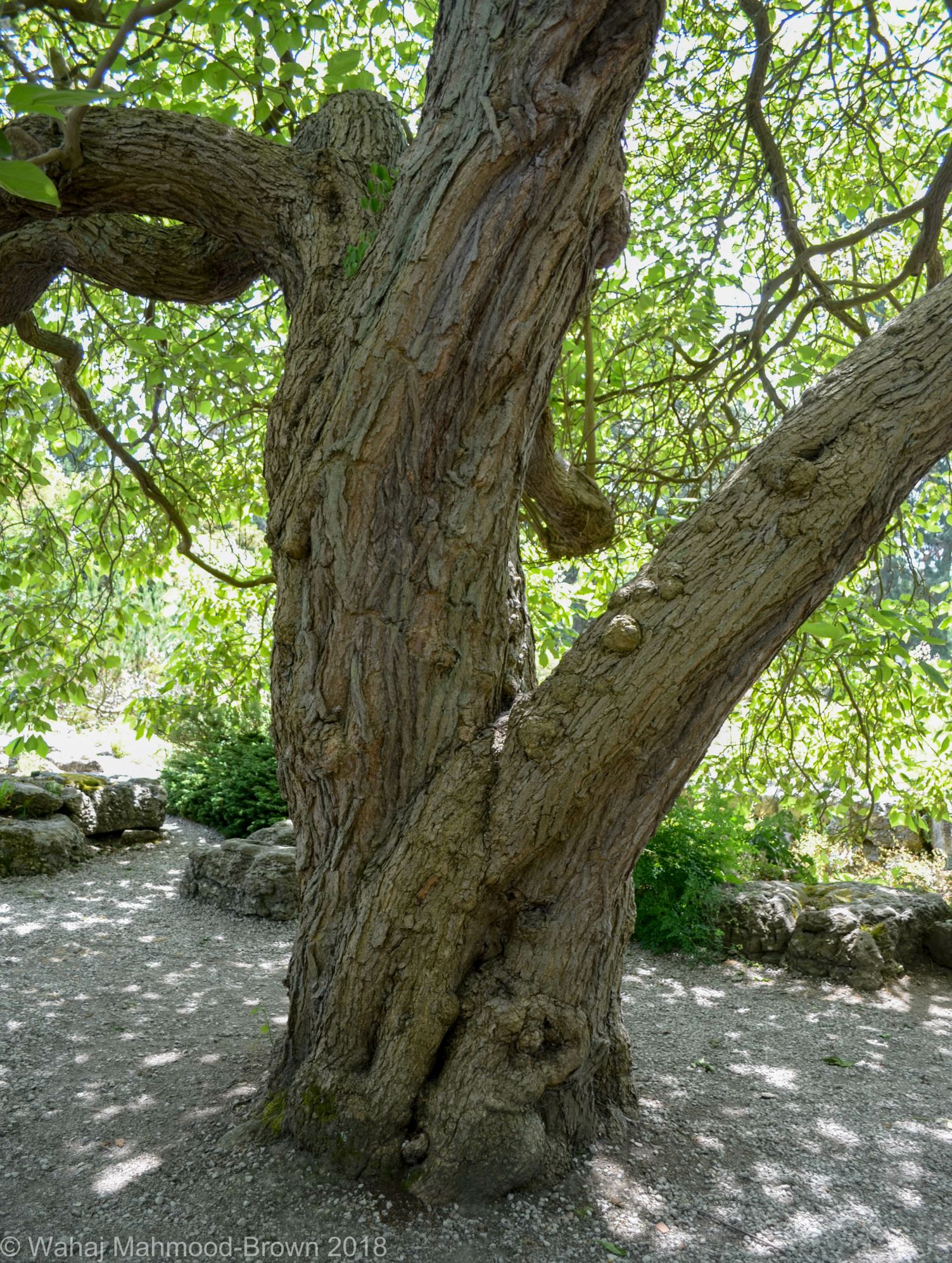 Image of Catalpa Ã— erubescens 'Purpurea'