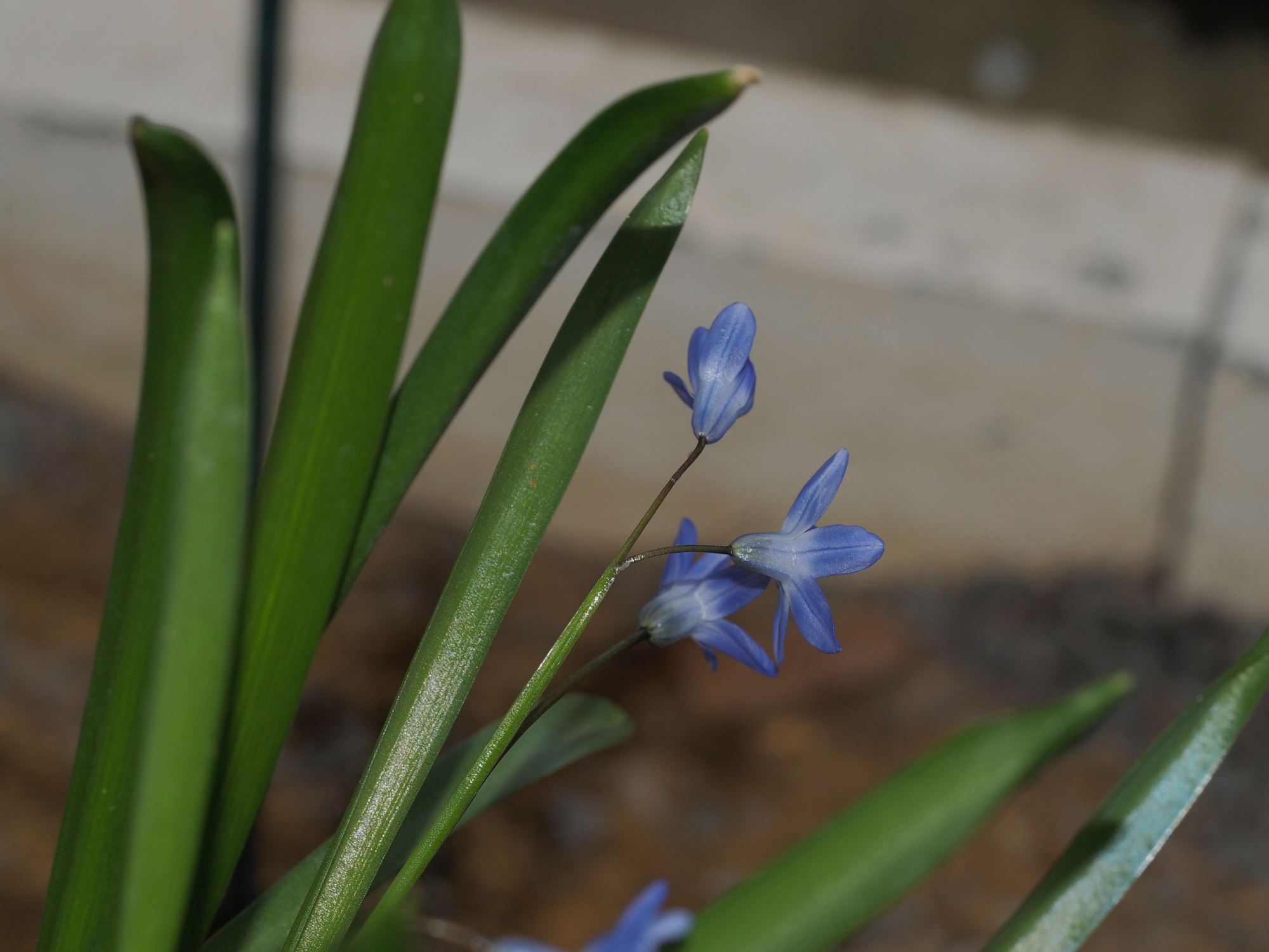 Image of Scilla sp.