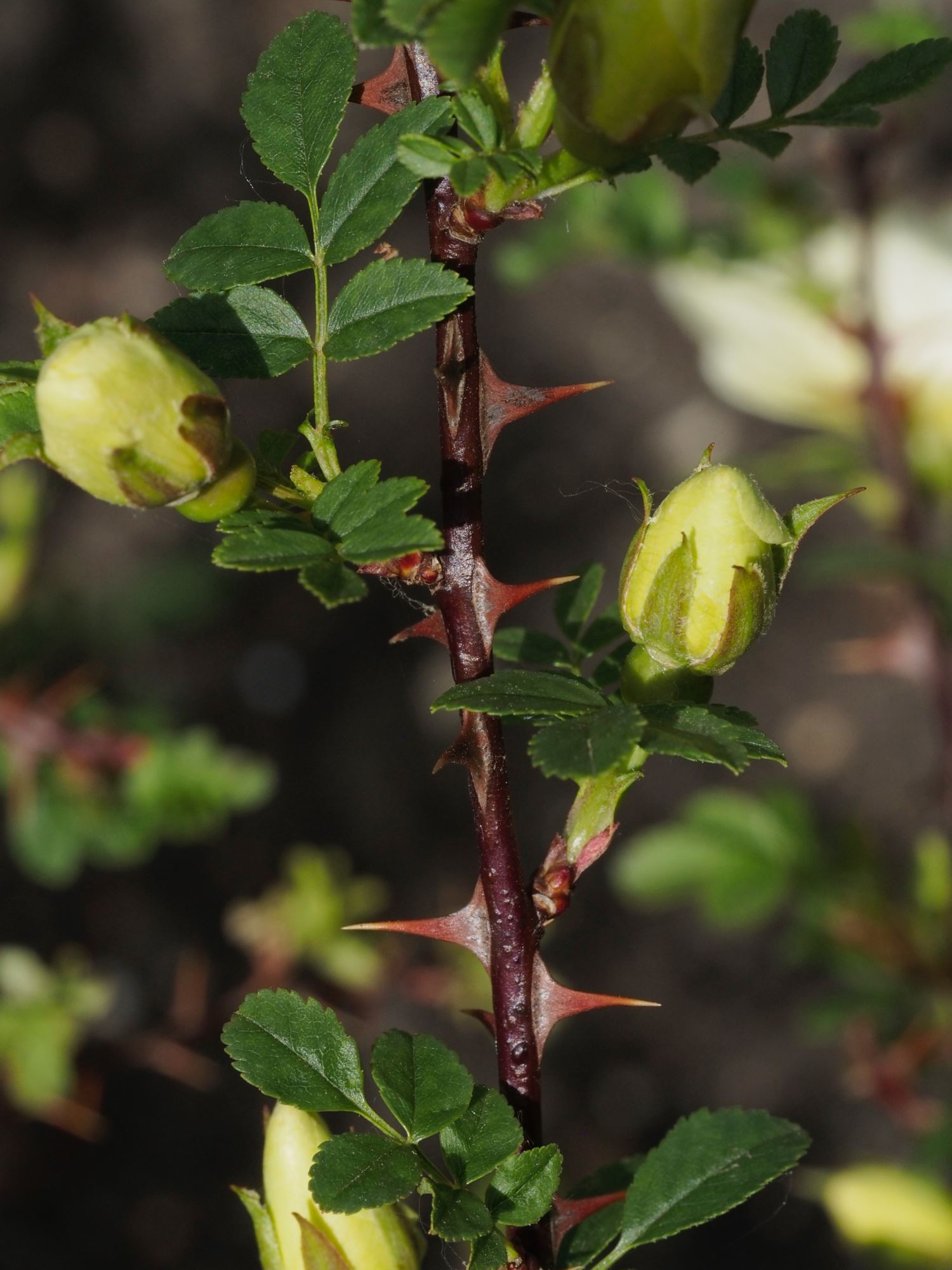 Image of Rosa primula