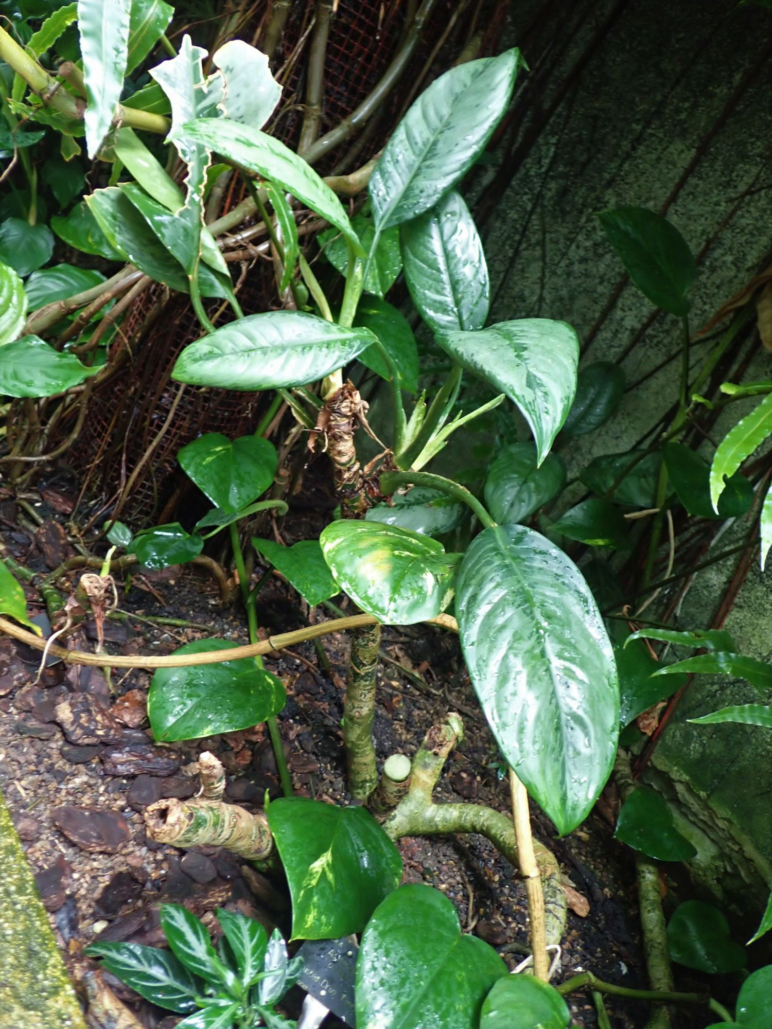 Image of Aglaonema crispum