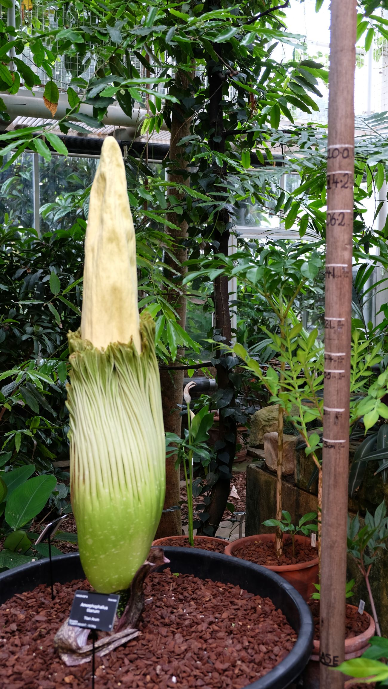 Image of Amorphophallus titanum