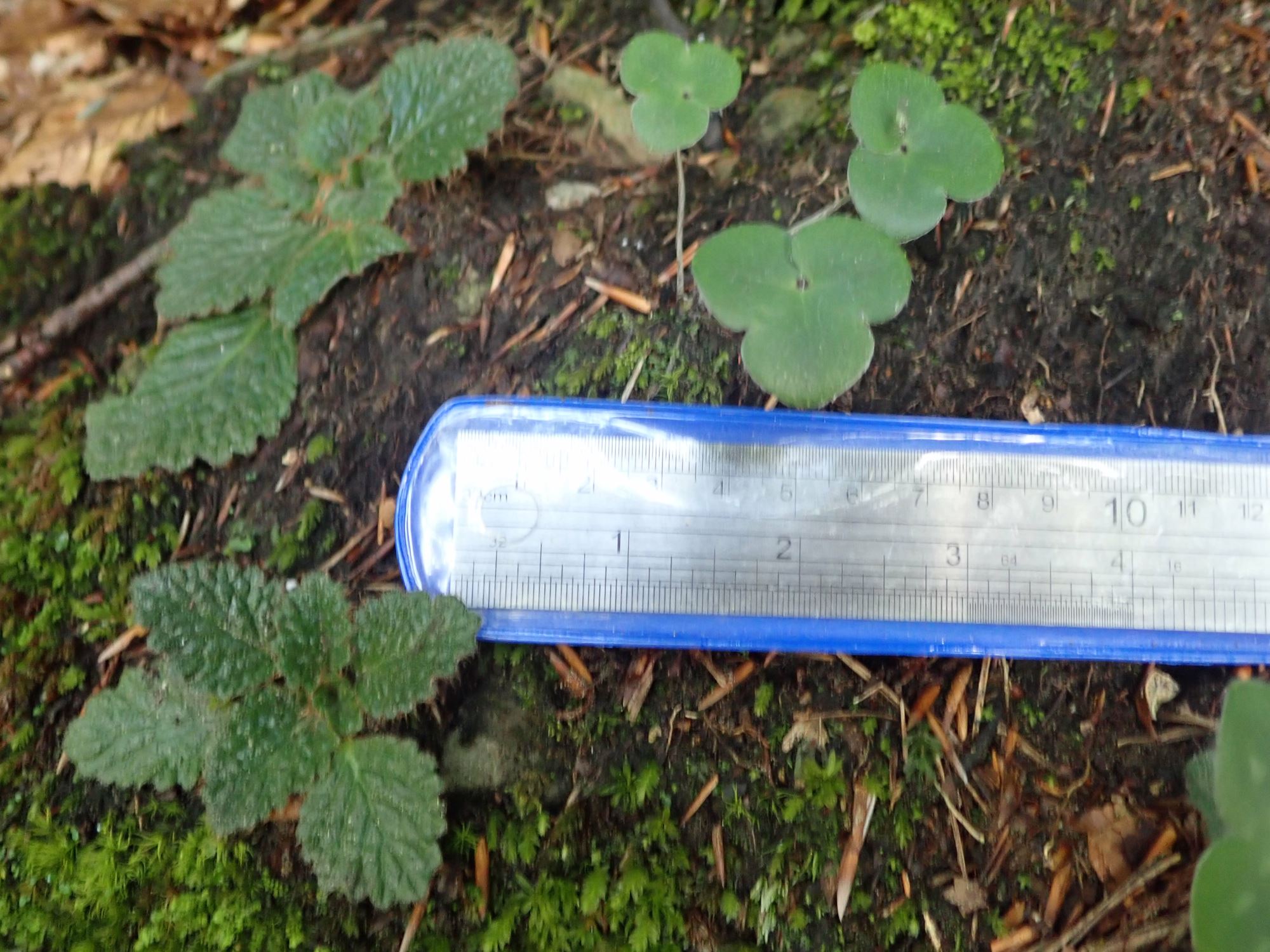 Image of Hepatica nobilis