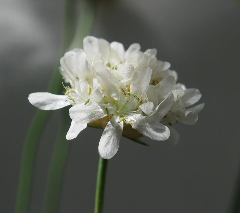 Image of Armeria alliacea