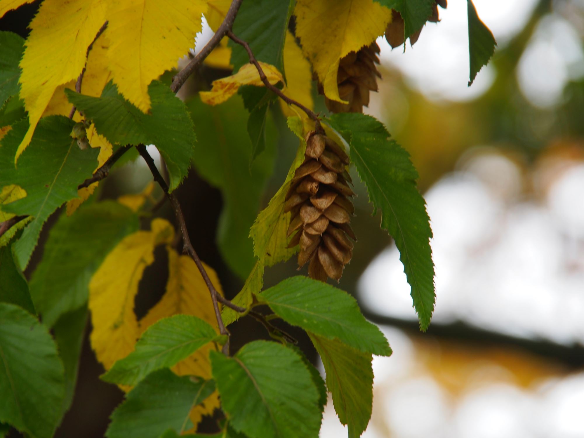 Image of Ostrya carpinifolia